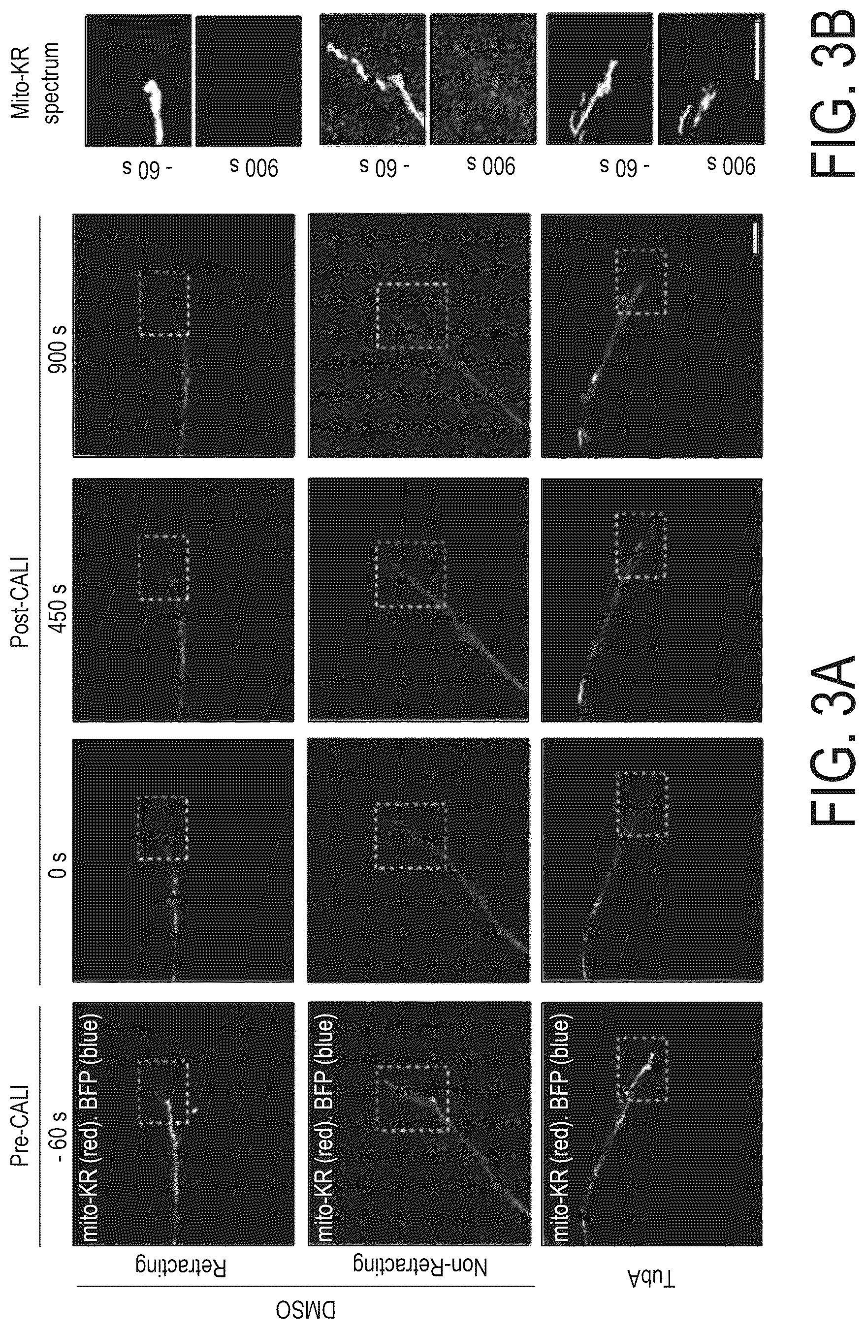 Patent US12508303 Figure 3 – Acetylation of Miro1