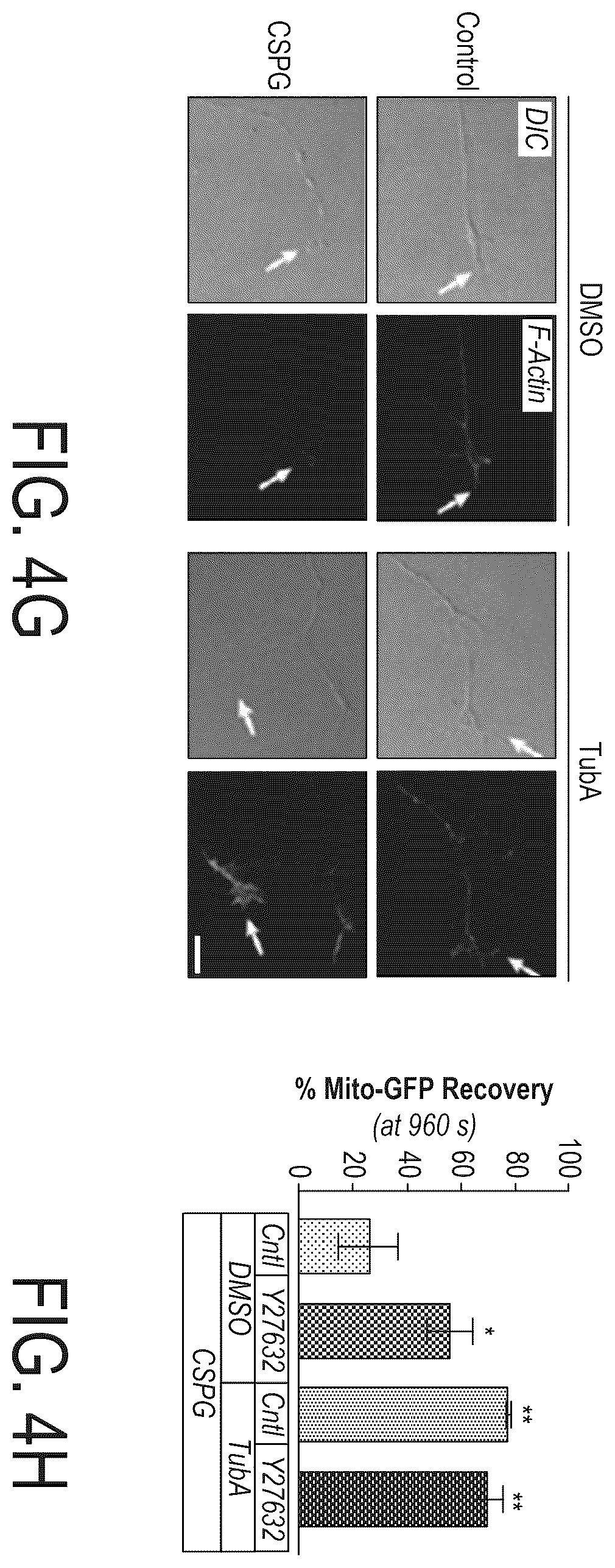 Patent US12508303 Figure 6 – Acetylation of Miro1