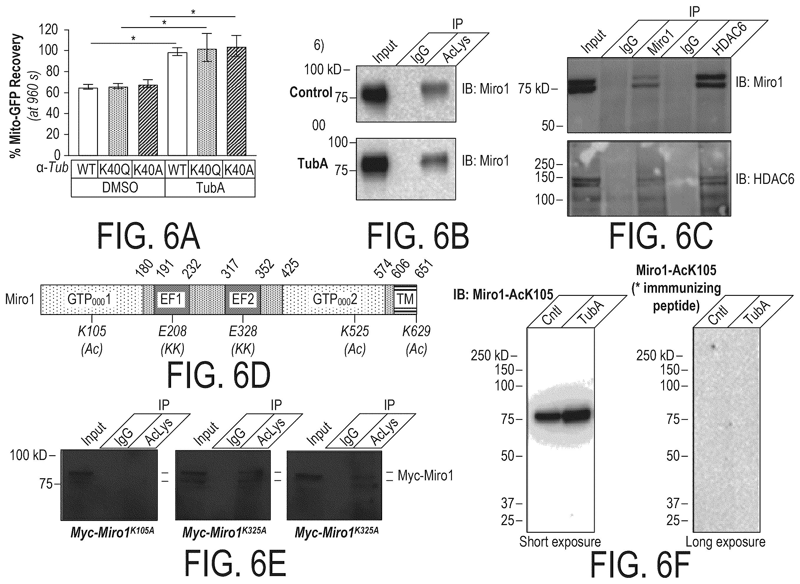Patent US12508303 Figure 8 – Acetylation of Miro1