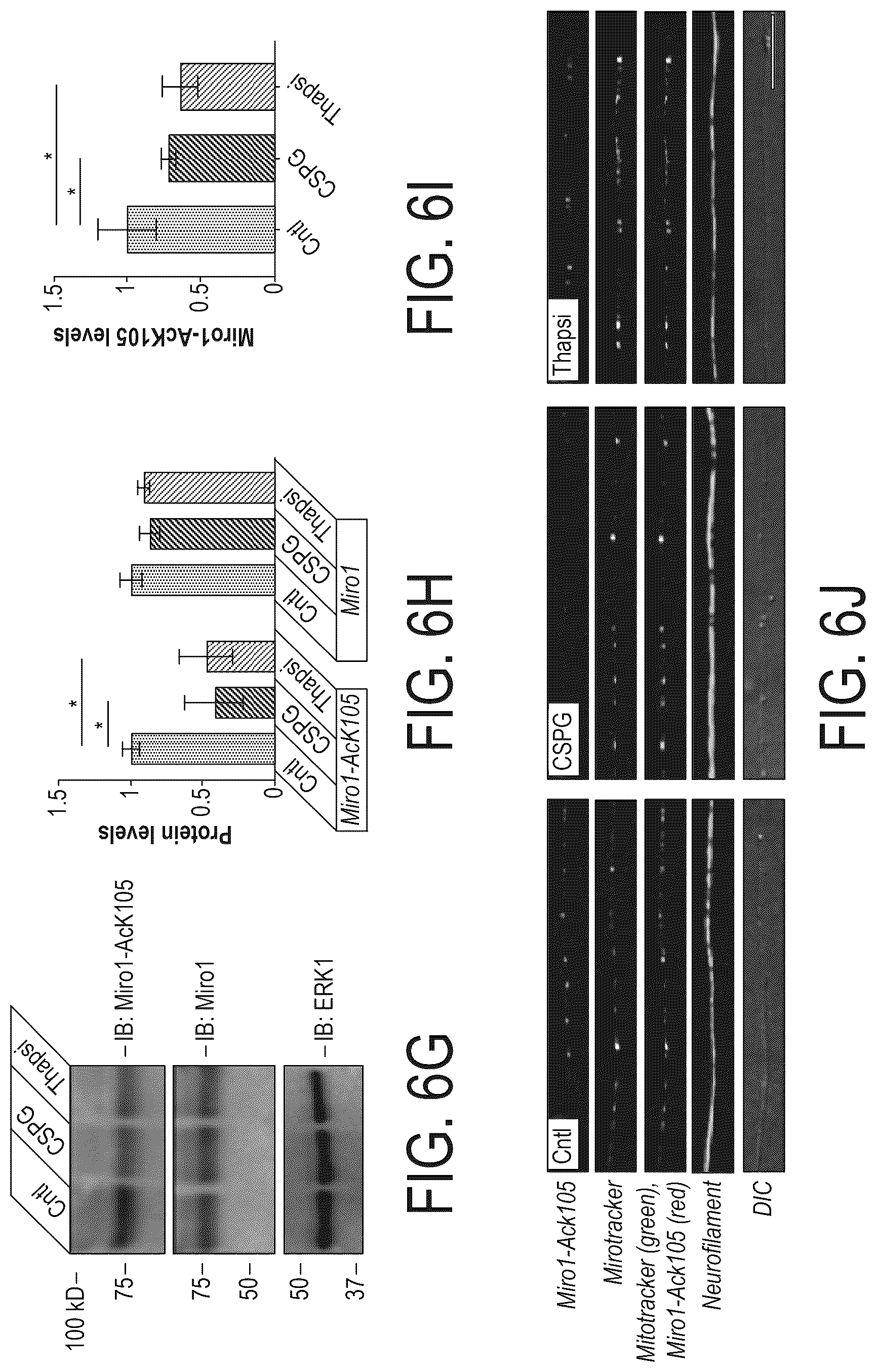 Patent US12508303 Figure 9 – Acetylation of Miro1
