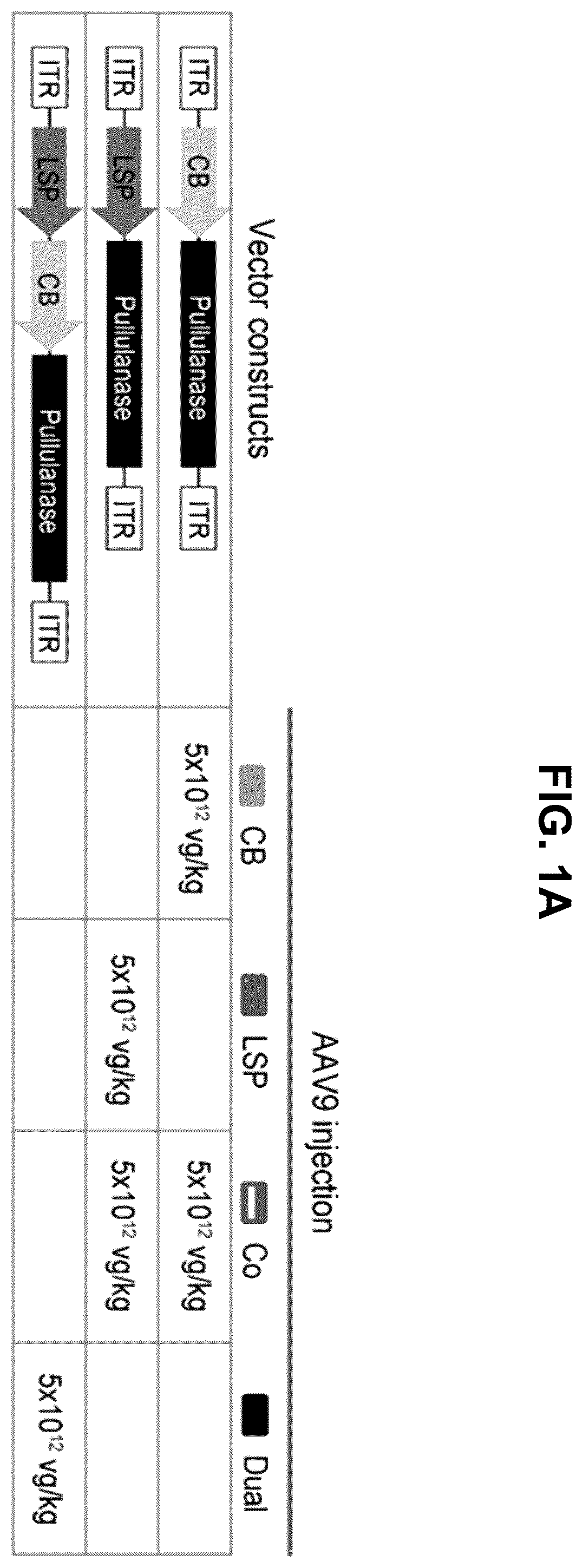 Patent US12508305 Figure 1 – Compositions and methods for treating and/or preventing glycogen storage disease type III