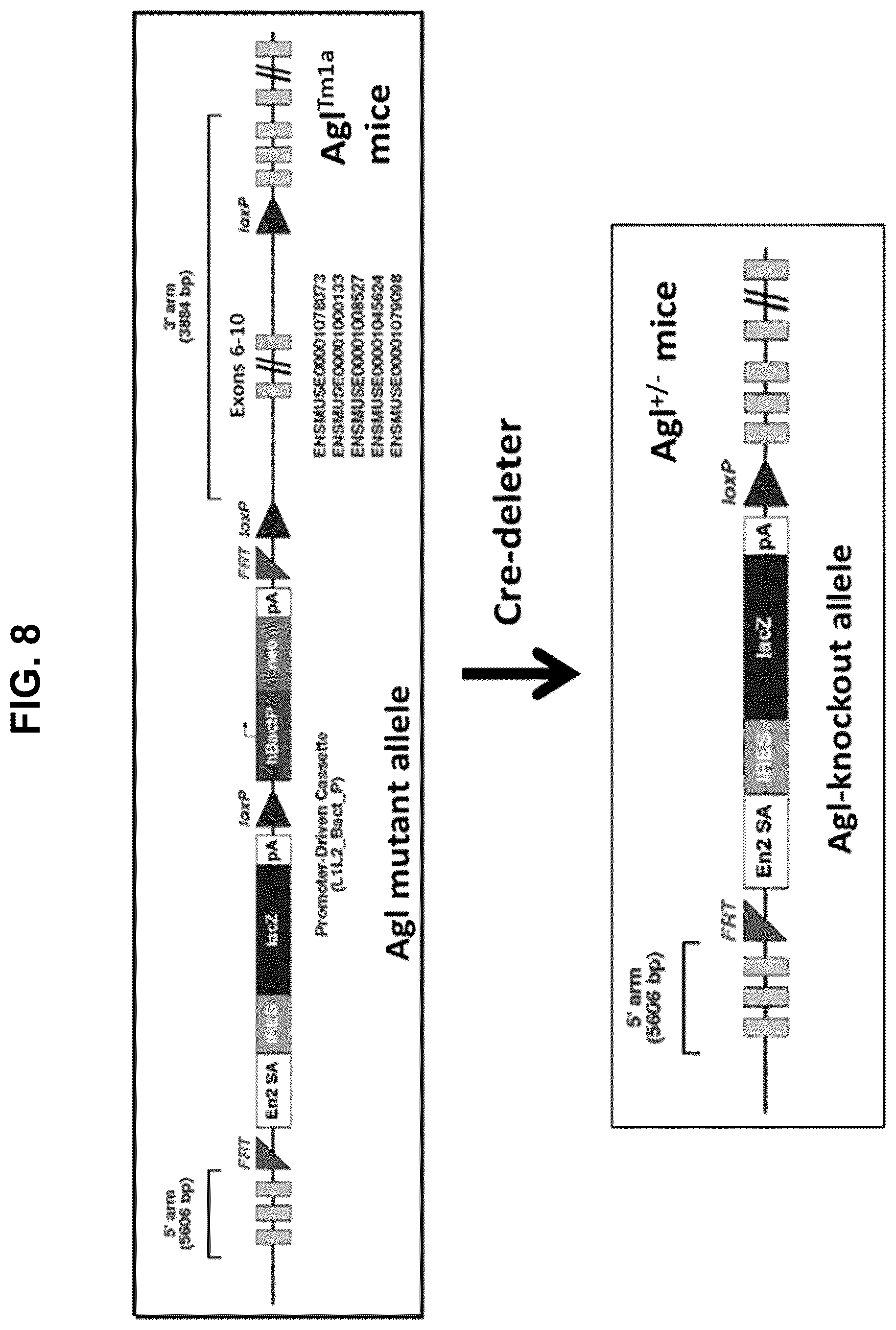 Patent US12508305 Figure 9 – Compositions and methods for treating and/or preventing glycogen storage disease type III