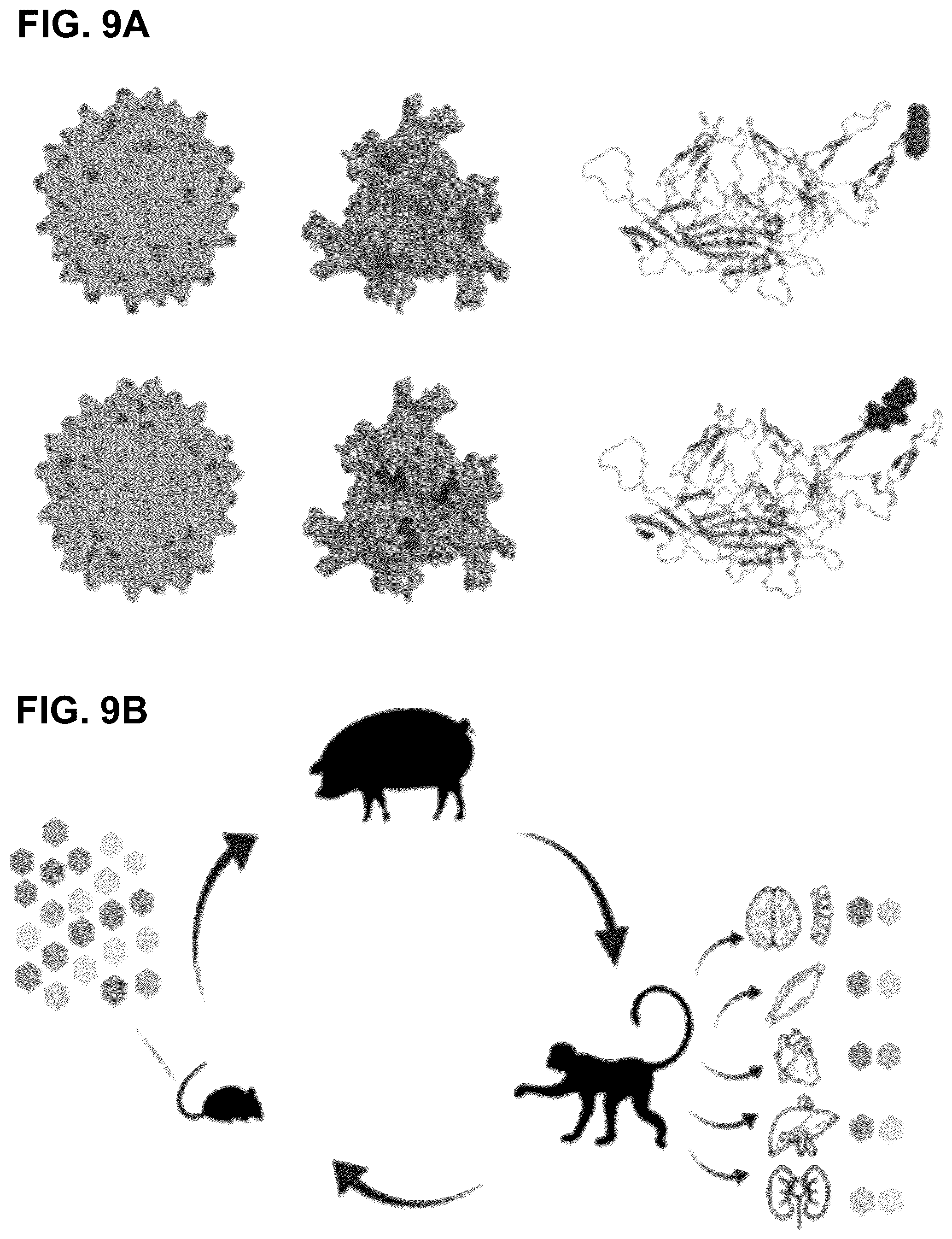 Patent US12508305 Figure 10 – Compositions and methods for treating and/or preventing glycogen storage disease type III