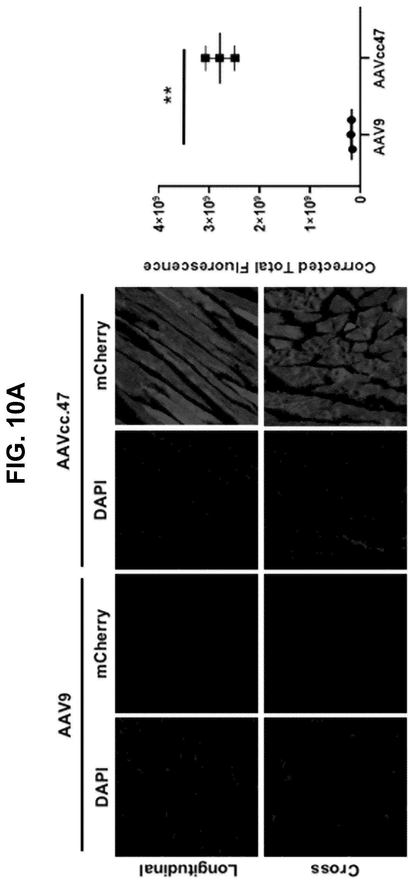Patent US12508305 Figure 11 – Compositions and methods for treating and/or preventing glycogen storage disease type III