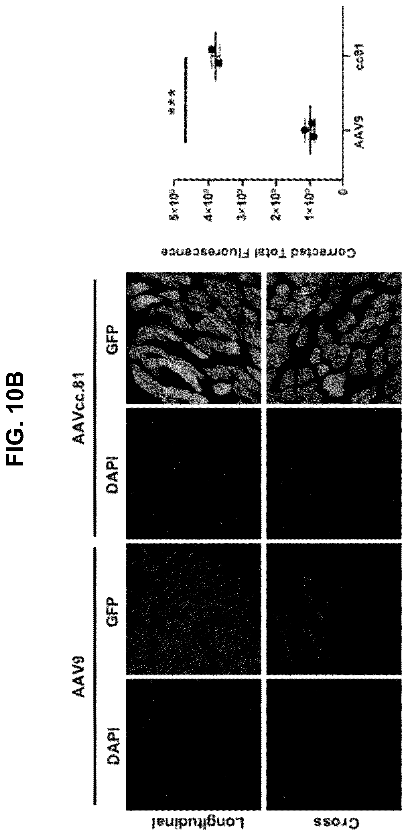 Patent US12508305 Figure 12 – Compositions and methods for treating and/or preventing glycogen storage disease type III