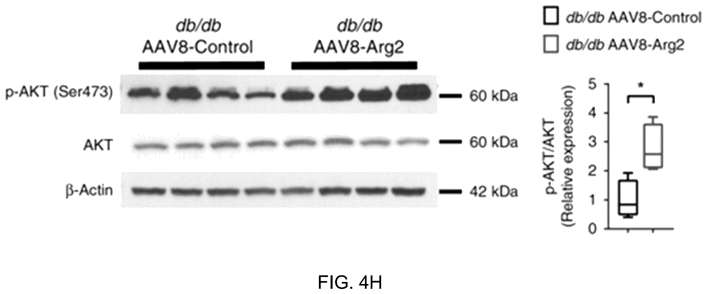 Patent US12508306 Figure 18 – Compositions and methods of use thereof for treatment of metabolic diseases and related disorders