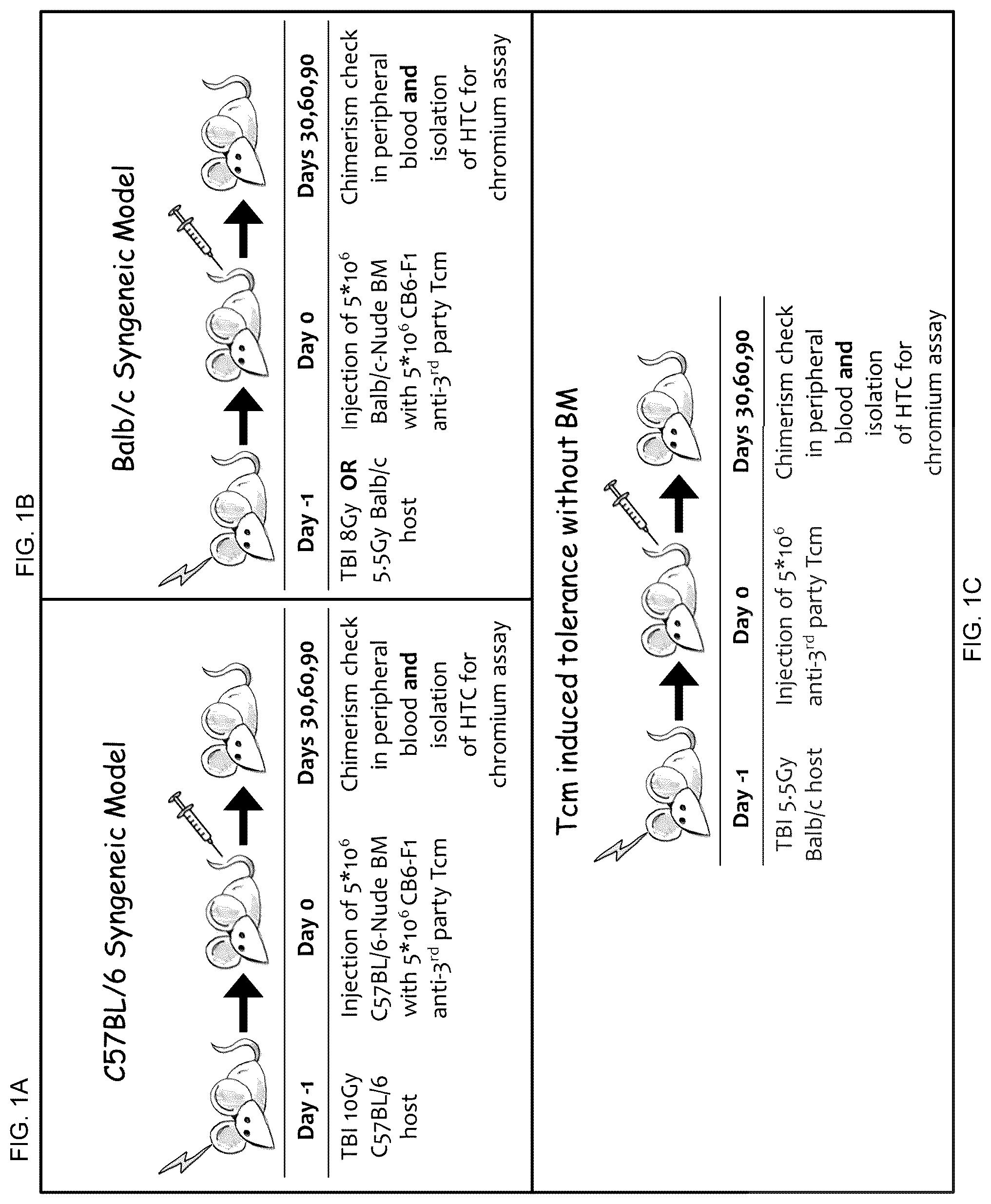 Patent US12508307 — Genetically modified anti-third party central memory T cells and use of same in immunotherapy — Figure 1