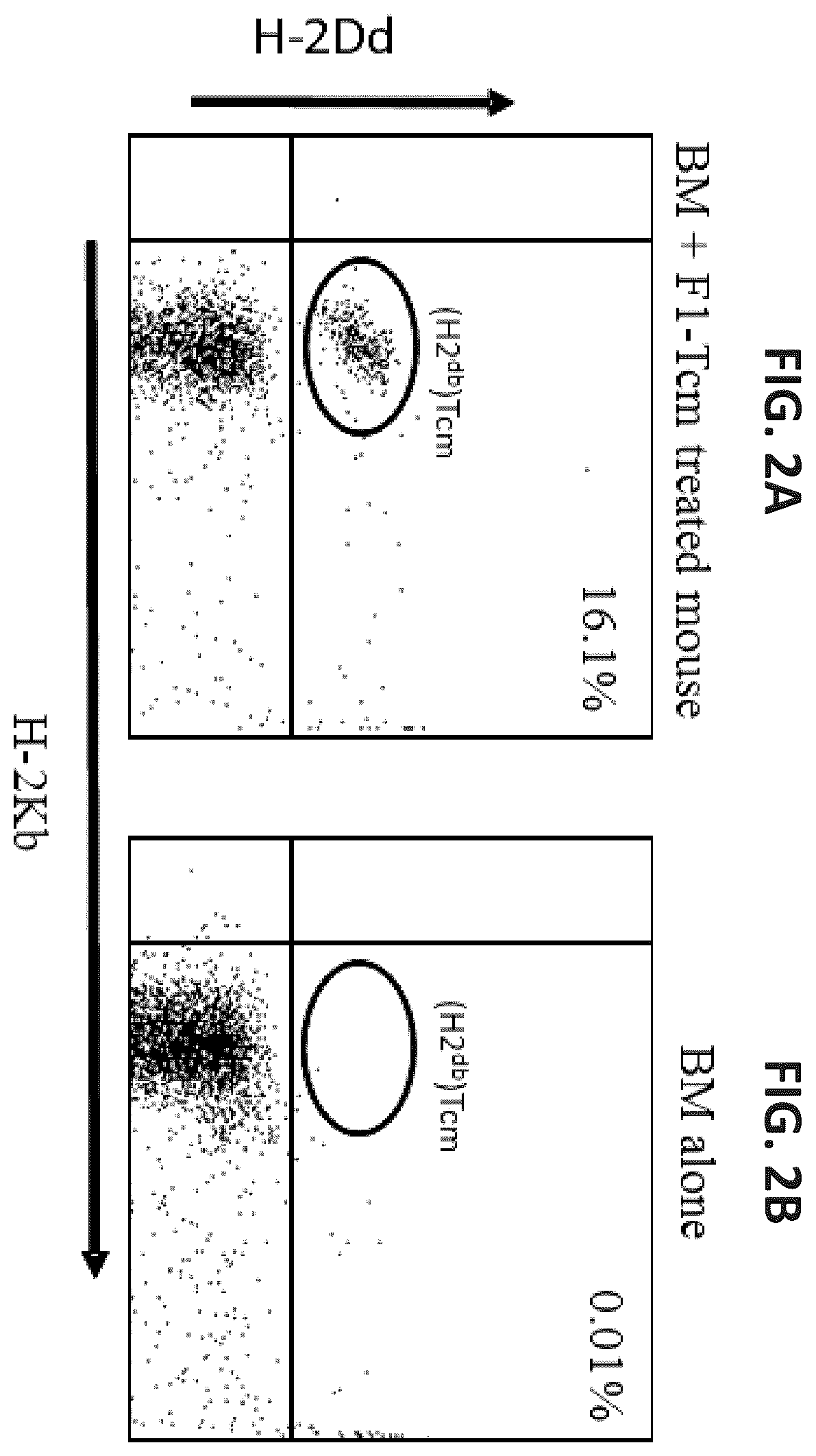 Patent US12508307 Figure 2 – Genetically modified anti-third party central memory T cells and use of same in immunotherapy