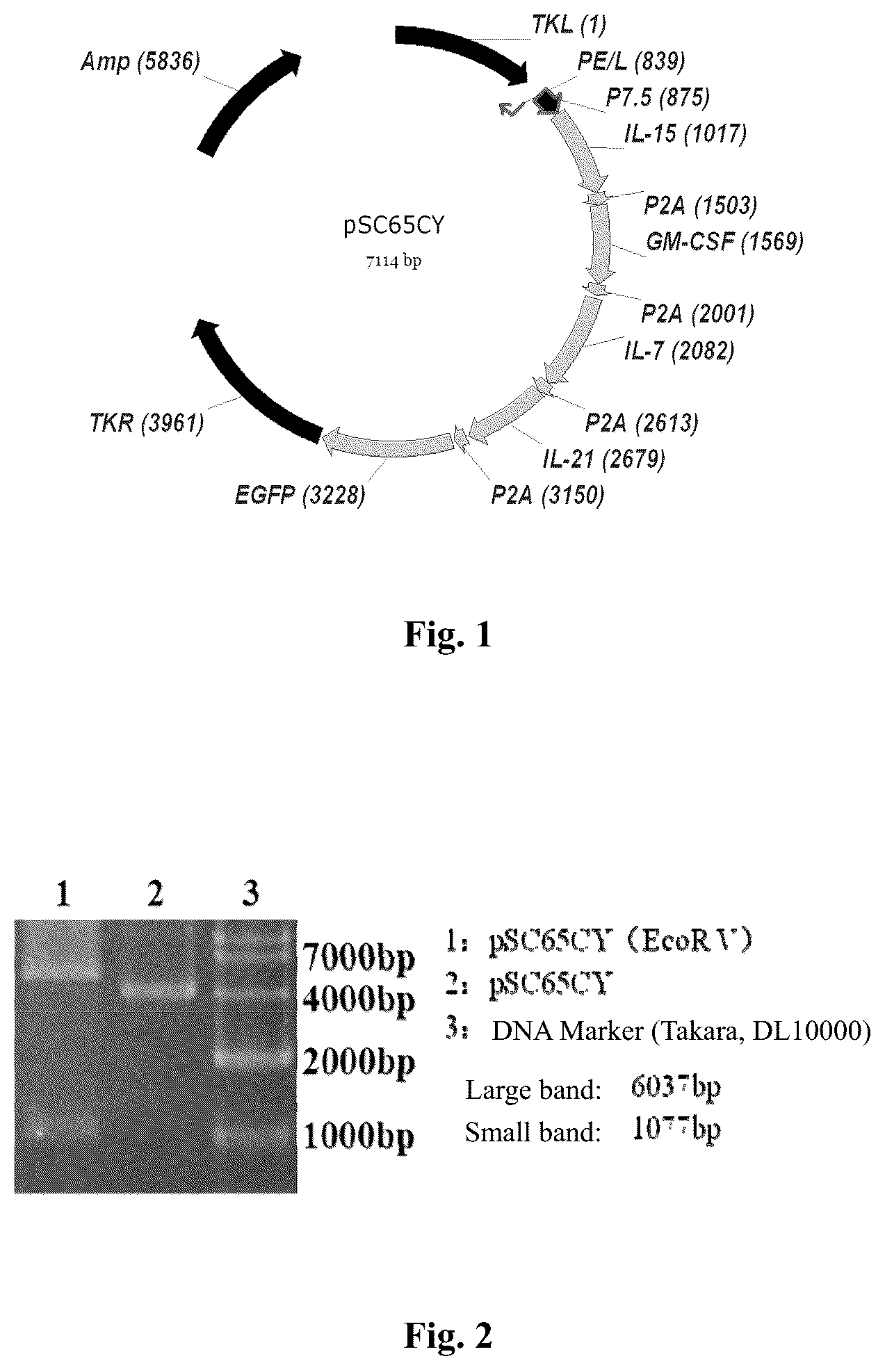 Patent US12508309 Figure 1 – Recombinant viral vector, immunogenic composition comprising same, and uses