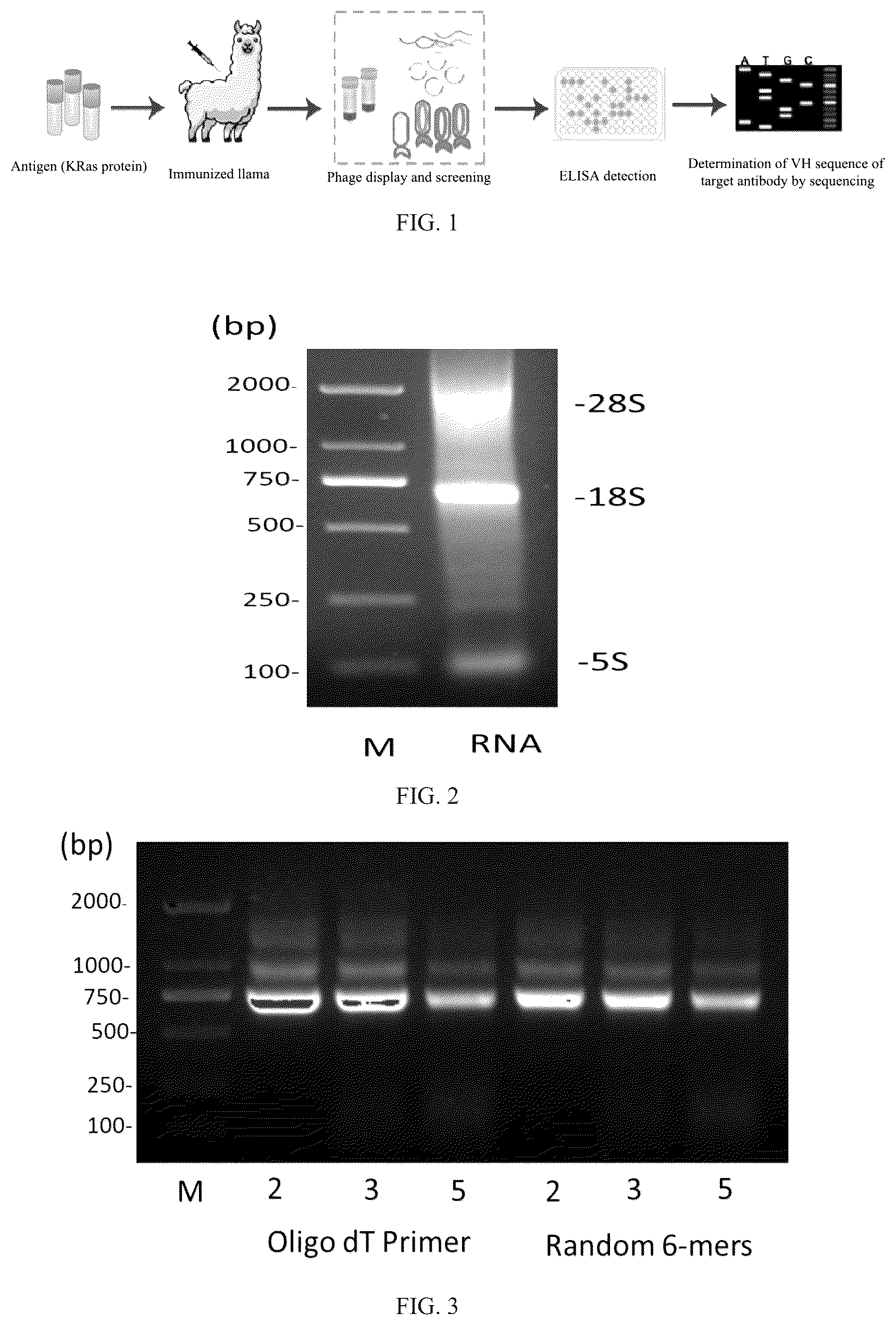 Patent US12508311 Figure 1 – Fusion protein, and preparation method and use thereof