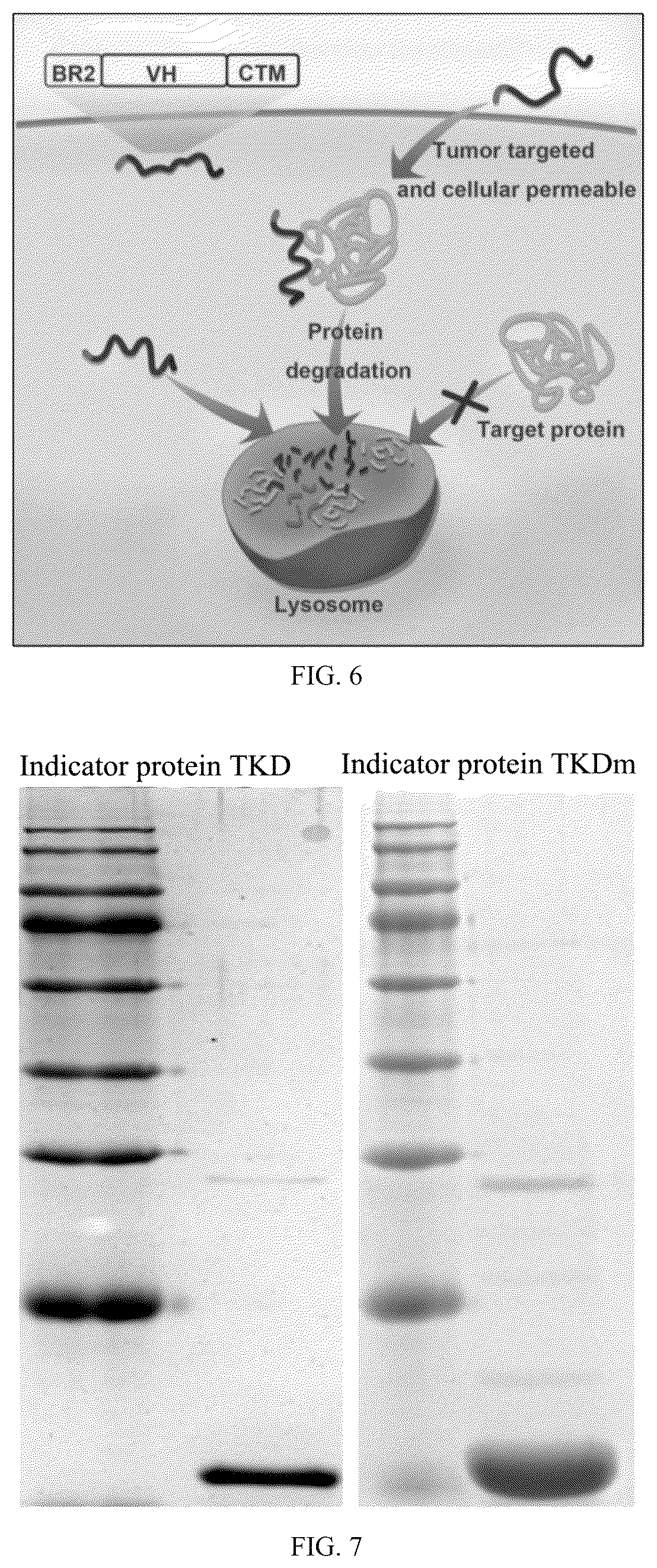 Patent US12508311 Figure 3 – Fusion protein, and preparation method and use thereof
