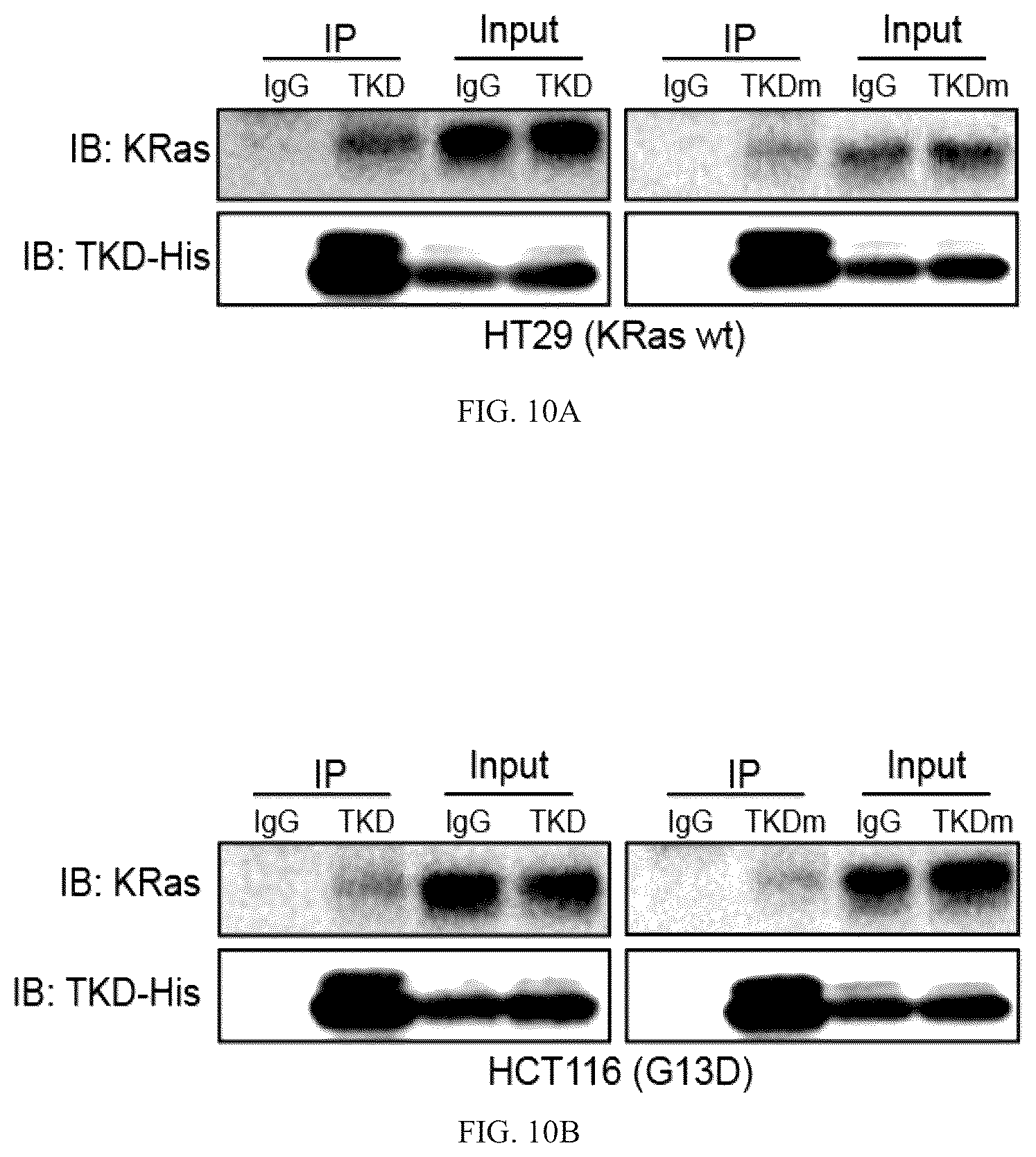 Patent US12508311 Figure 6 – Fusion protein, and preparation method and use thereof