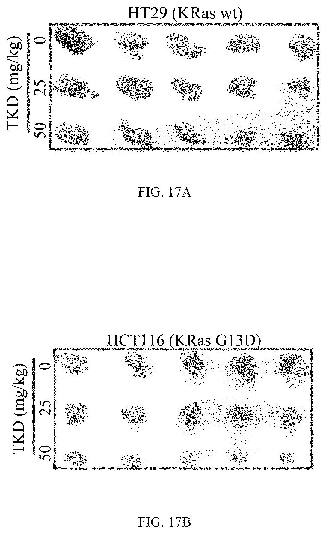 Patent US12508311 Figure 12 – Fusion protein, and preparation method and use thereof