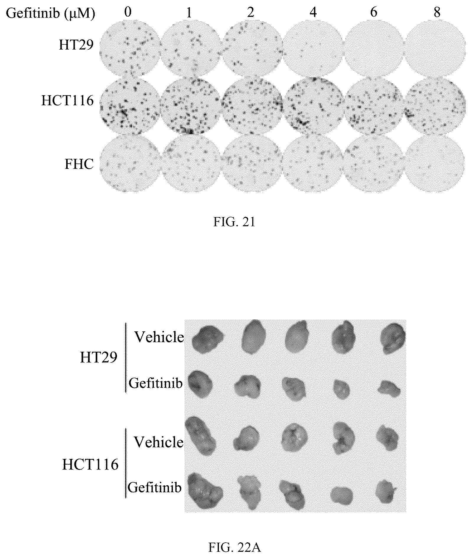 Patent US12508311 Figure 16 – Fusion protein, and preparation method and use thereof