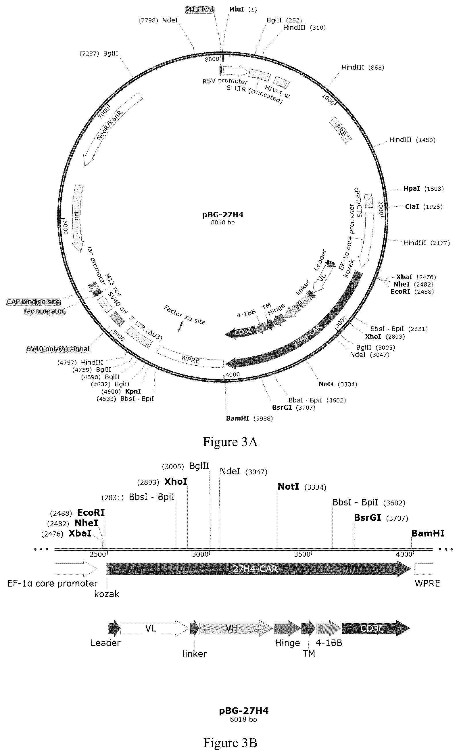 Patent US12508312 Figure 2 – Chimeric antigen receptor targeting CLL1 and use thereof