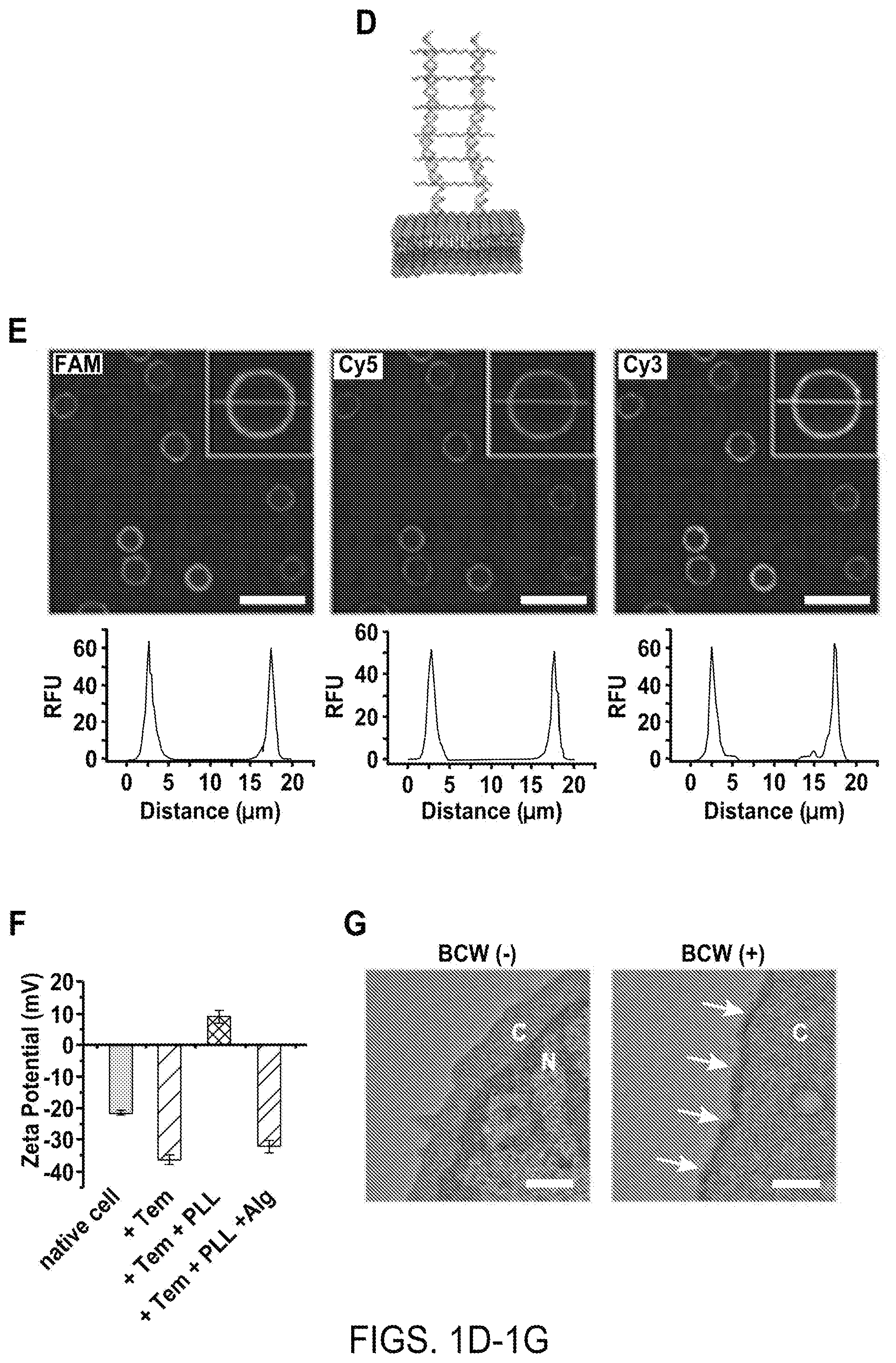 Patent US12508316 Figure 2 – Synthesis of biomimetic cell wall structure