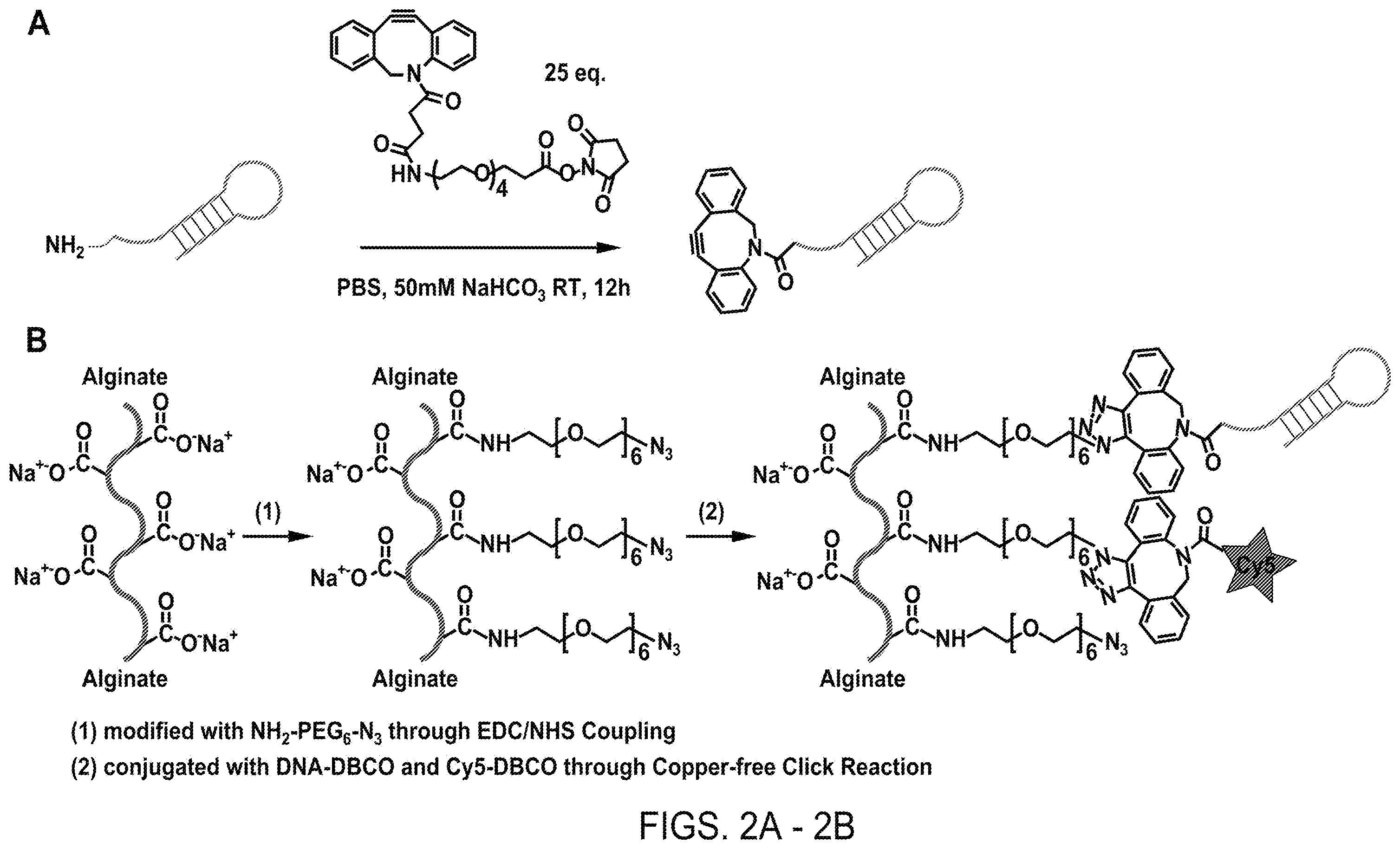 Patent US12508316 Figure 3 – Synthesis of biomimetic cell wall structure