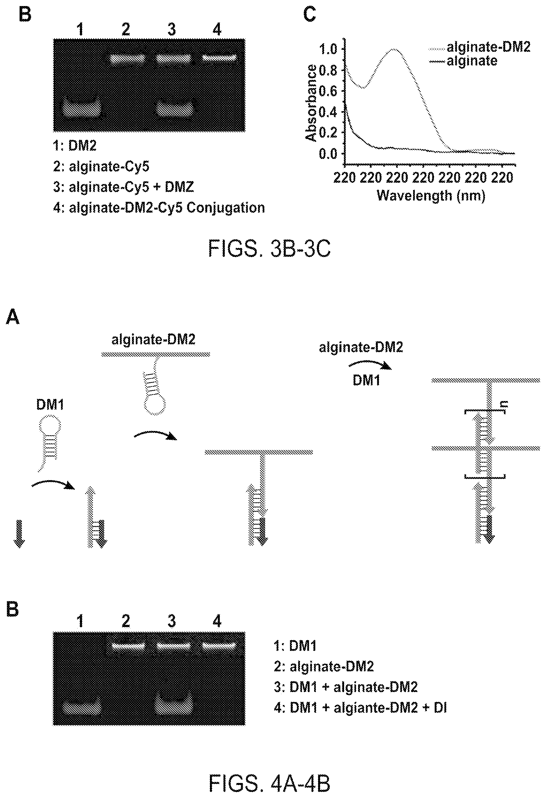 Patent US12508316 Figure 5 – Synthesis of biomimetic cell wall structure