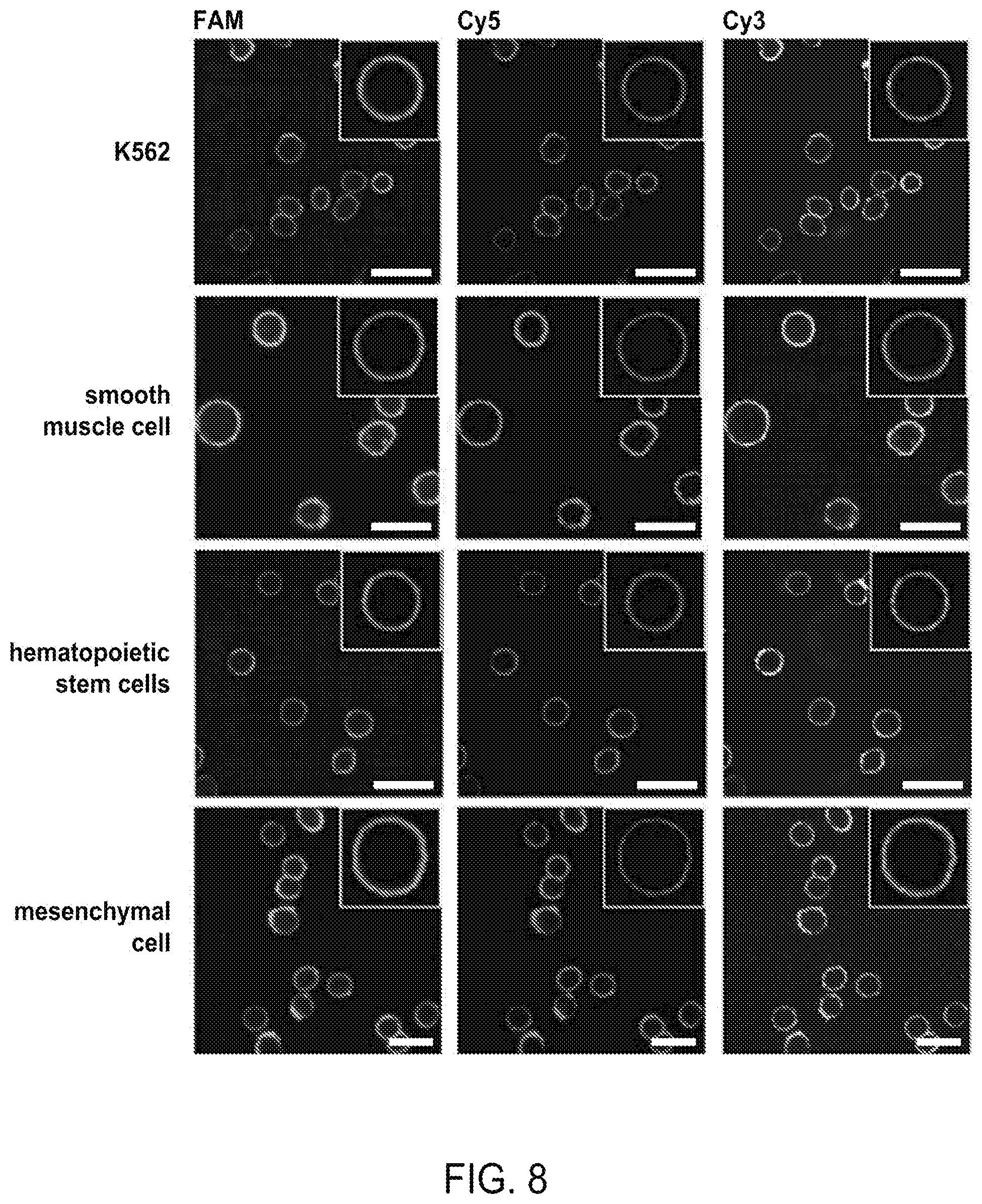 Patent US12508316 Figure 10 – Synthesis of biomimetic cell wall structure