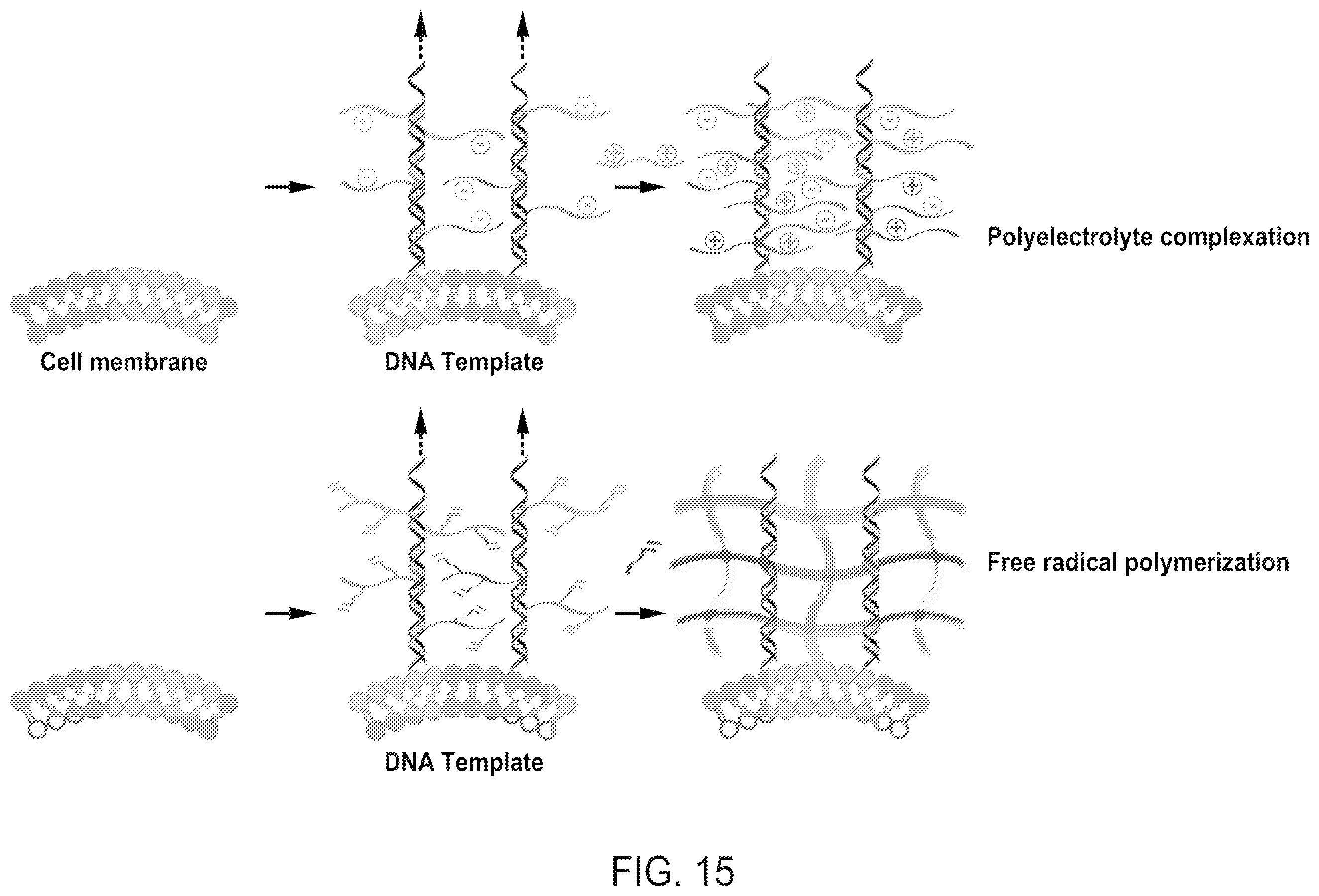 Patent US12508316 Figure 16 – Synthesis of biomimetic cell wall structure