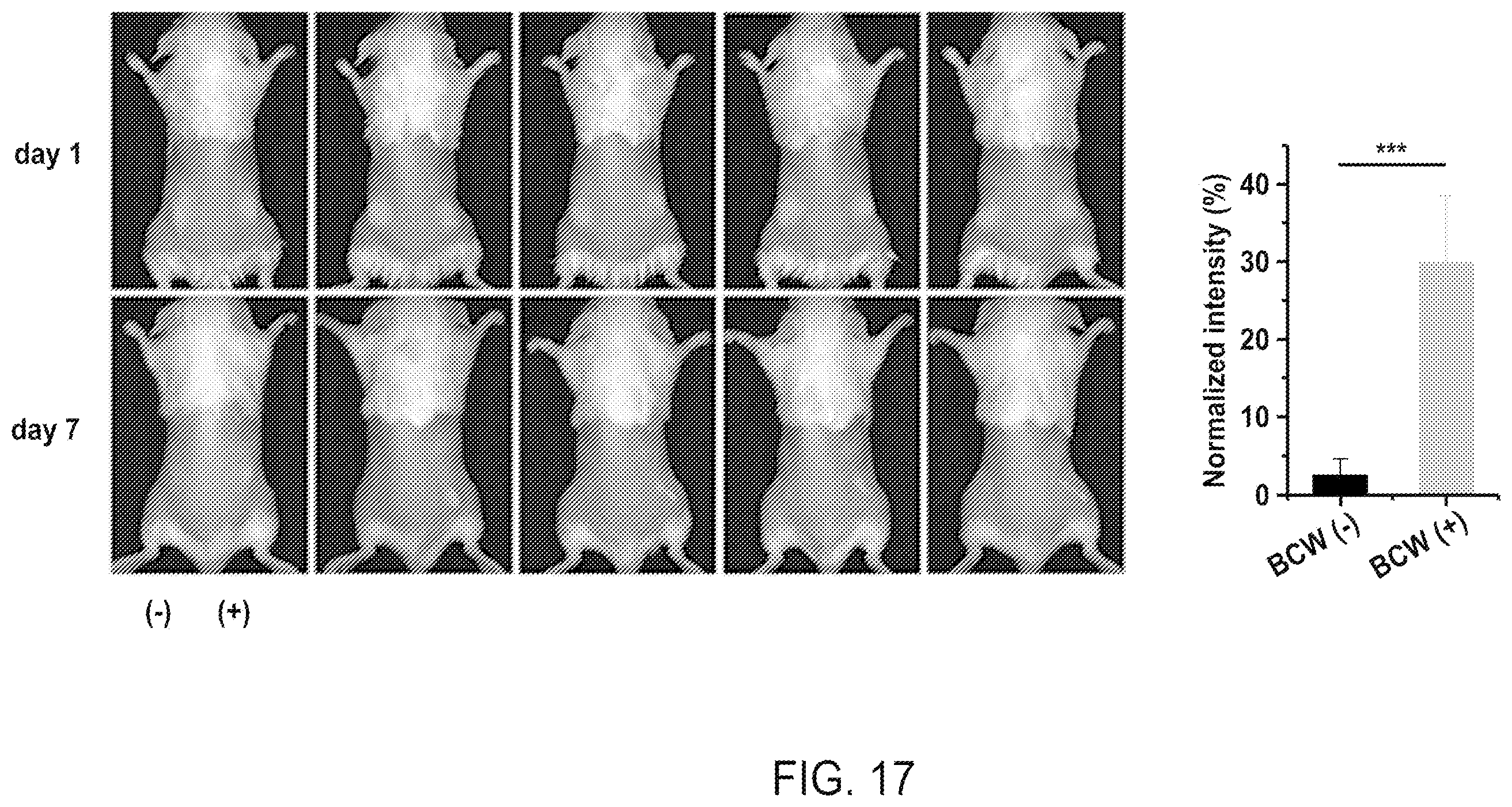 Patent US12508316 Figure 18 – Synthesis of biomimetic cell wall structure