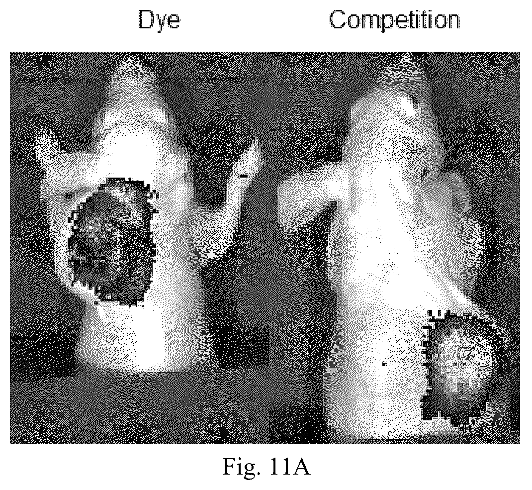 Patent US12508319 Figure 14 – Luteinizing hormone-releasing hormone receptor (LHRH-R) conjugates and uses thereof