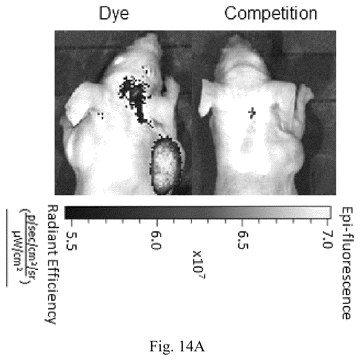 Patent US12508319 Figure 20 – Luteinizing hormone-releasing hormone receptor (LHRH-R) conjugates and uses thereof