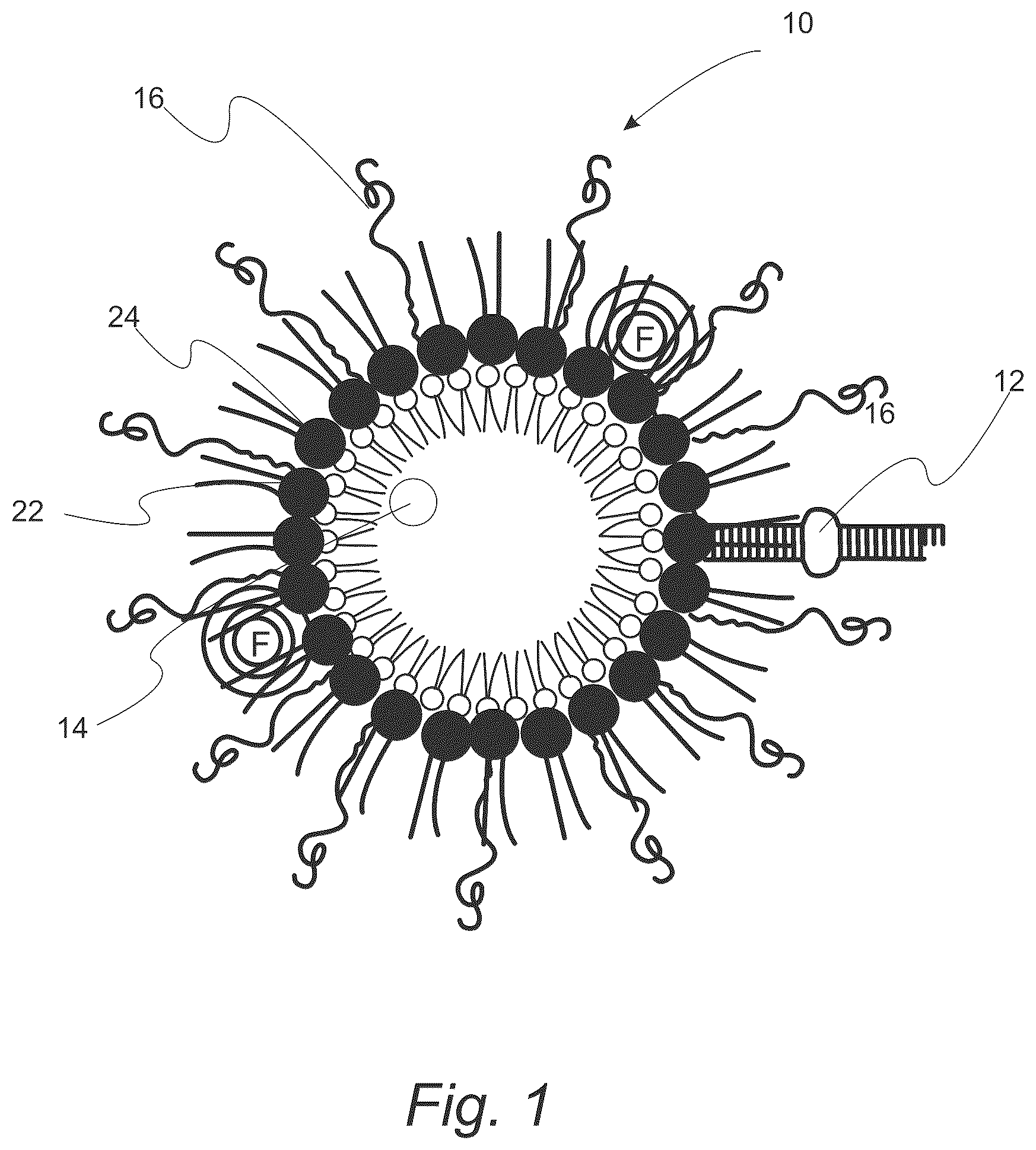 Patent US12508322 — MIR-145 micelles for mitigating atherosclerosis — Figure 1