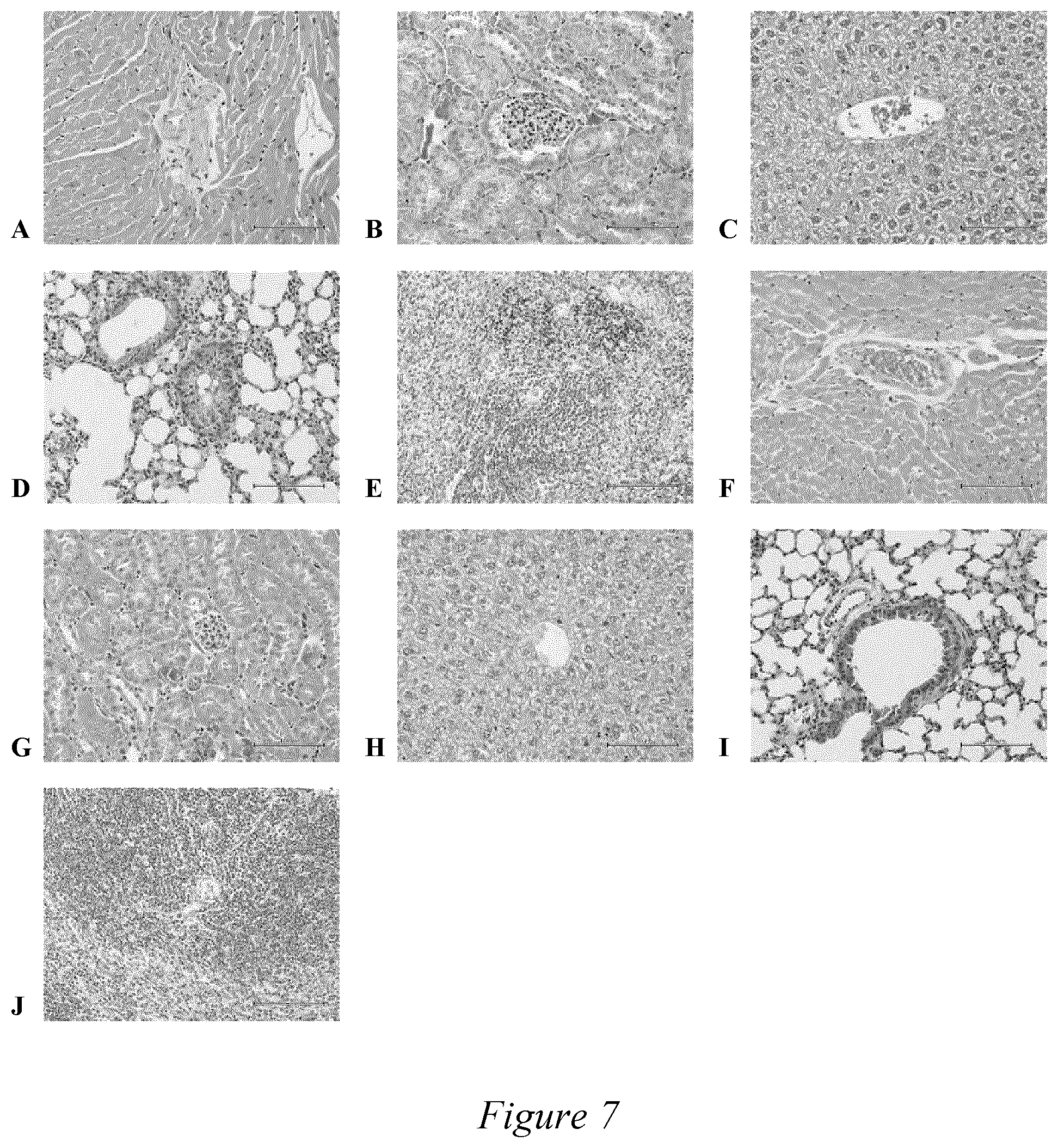Patent US12508324 Figure 7 – Amphiphilic alginate-oleic acid macromolecules and process for preparation thereof