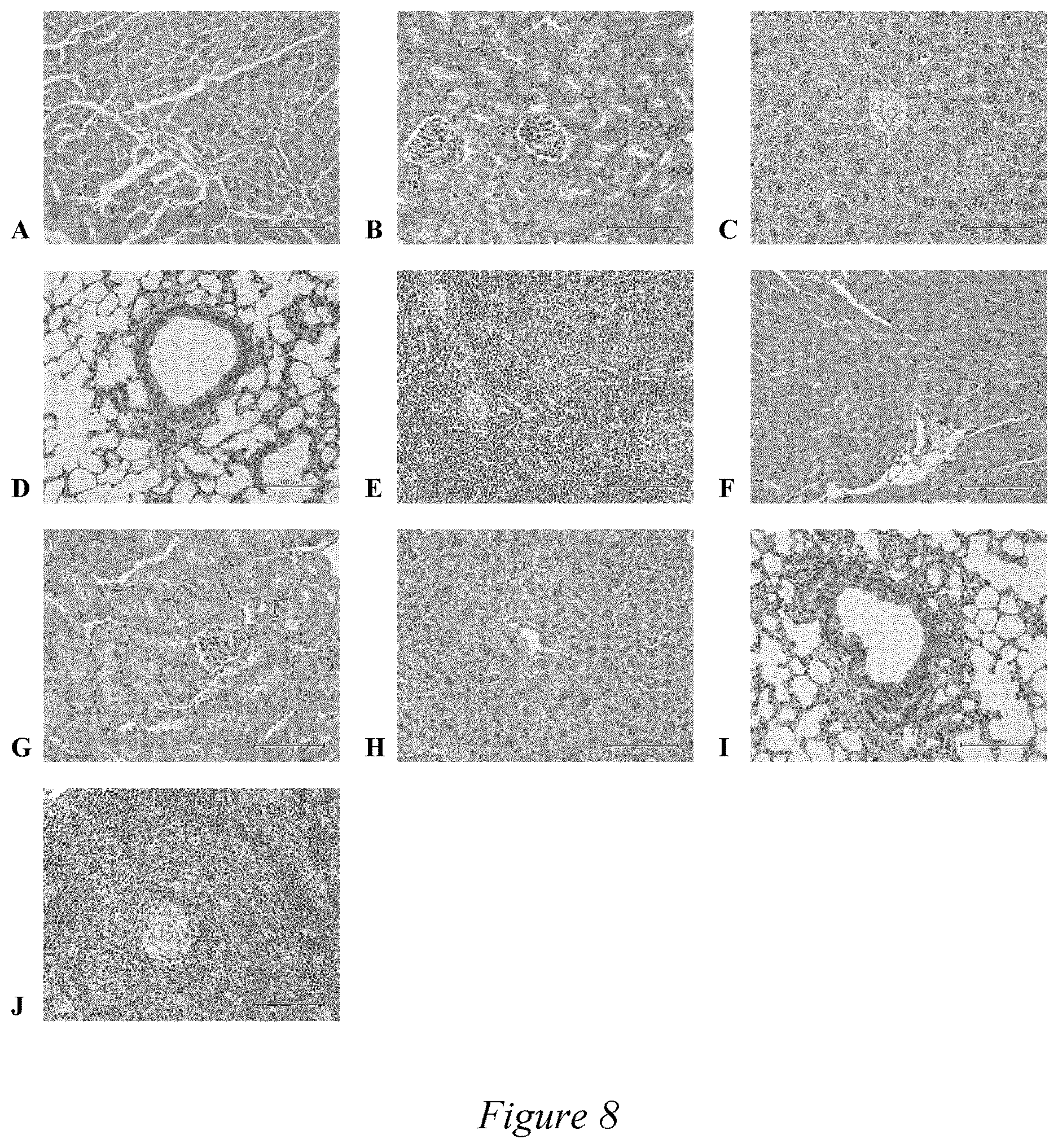 Patent US12508324 Figure 8 – Amphiphilic alginate-oleic acid macromolecules and process for preparation thereof