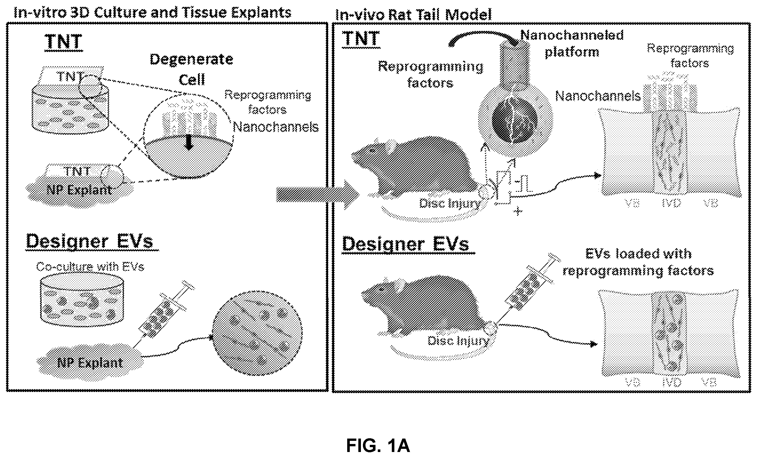 Patent US12508325 Figure 1 – Compositions and methods for reprogramming diseased musculoskeletal cells