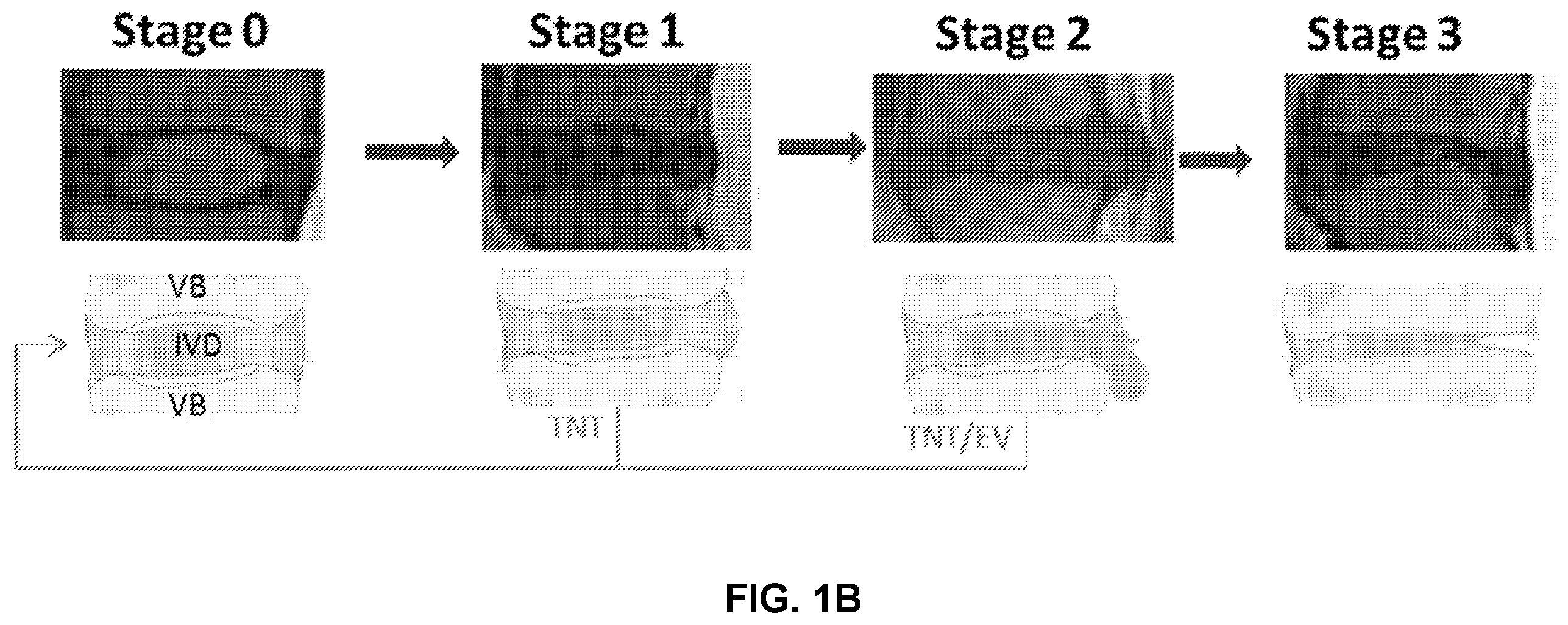 Patent US12508325 Figure 2 – Compositions and methods for reprogramming diseased musculoskeletal cells