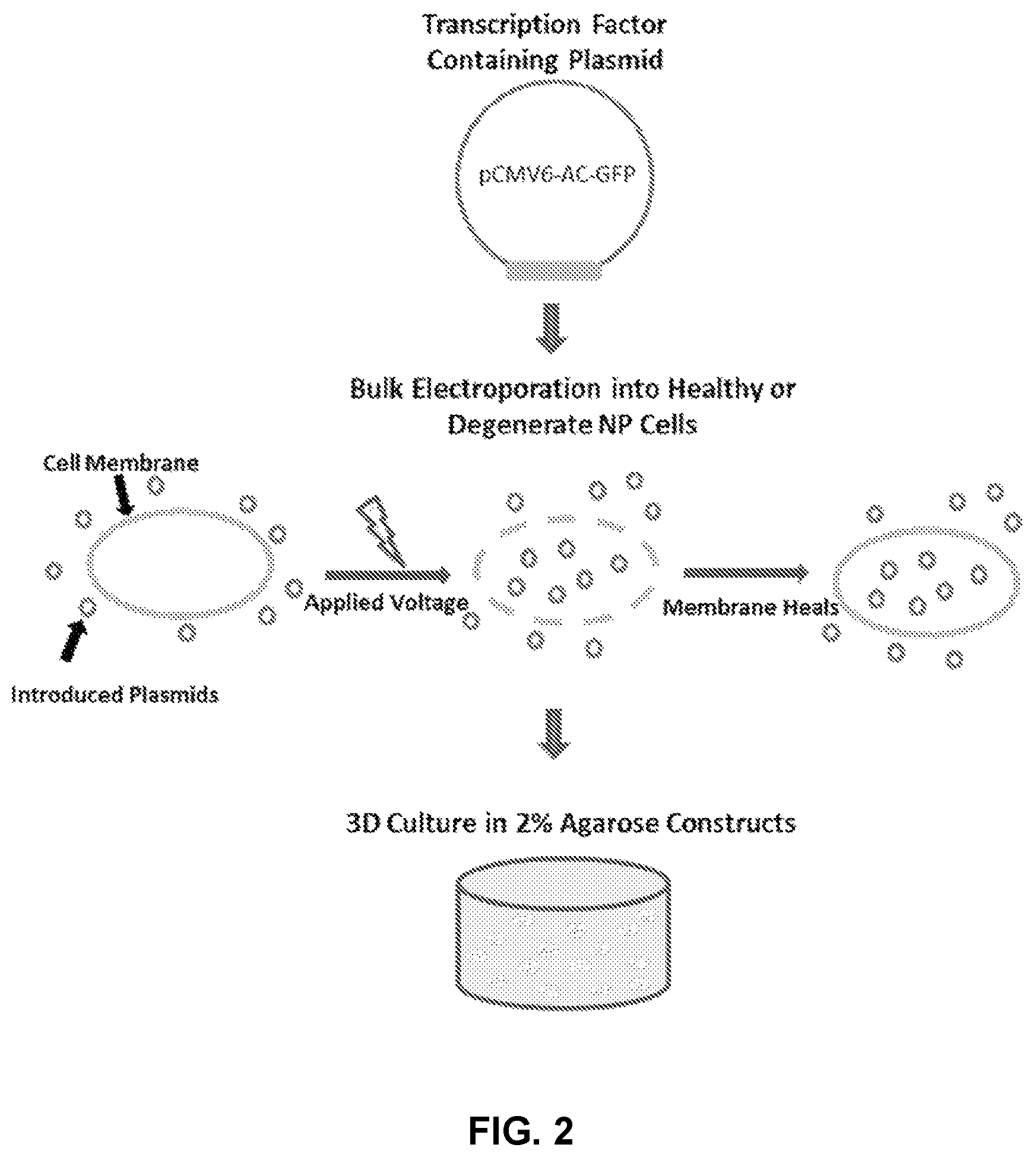 Patent US12508325 Figure 3 – Compositions and methods for reprogramming diseased musculoskeletal cells