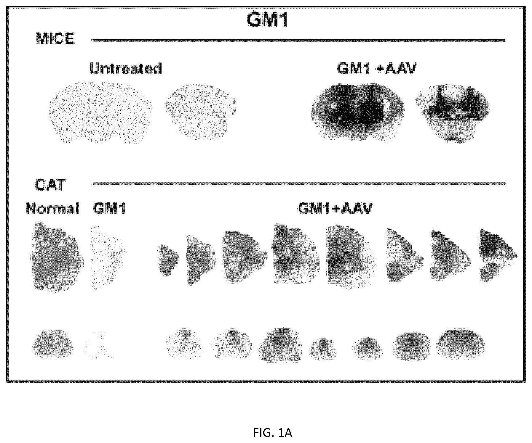 Patent US12508328 Figure 1 – Bio-activated reporters to visualize, in real time, specific gene therapy products