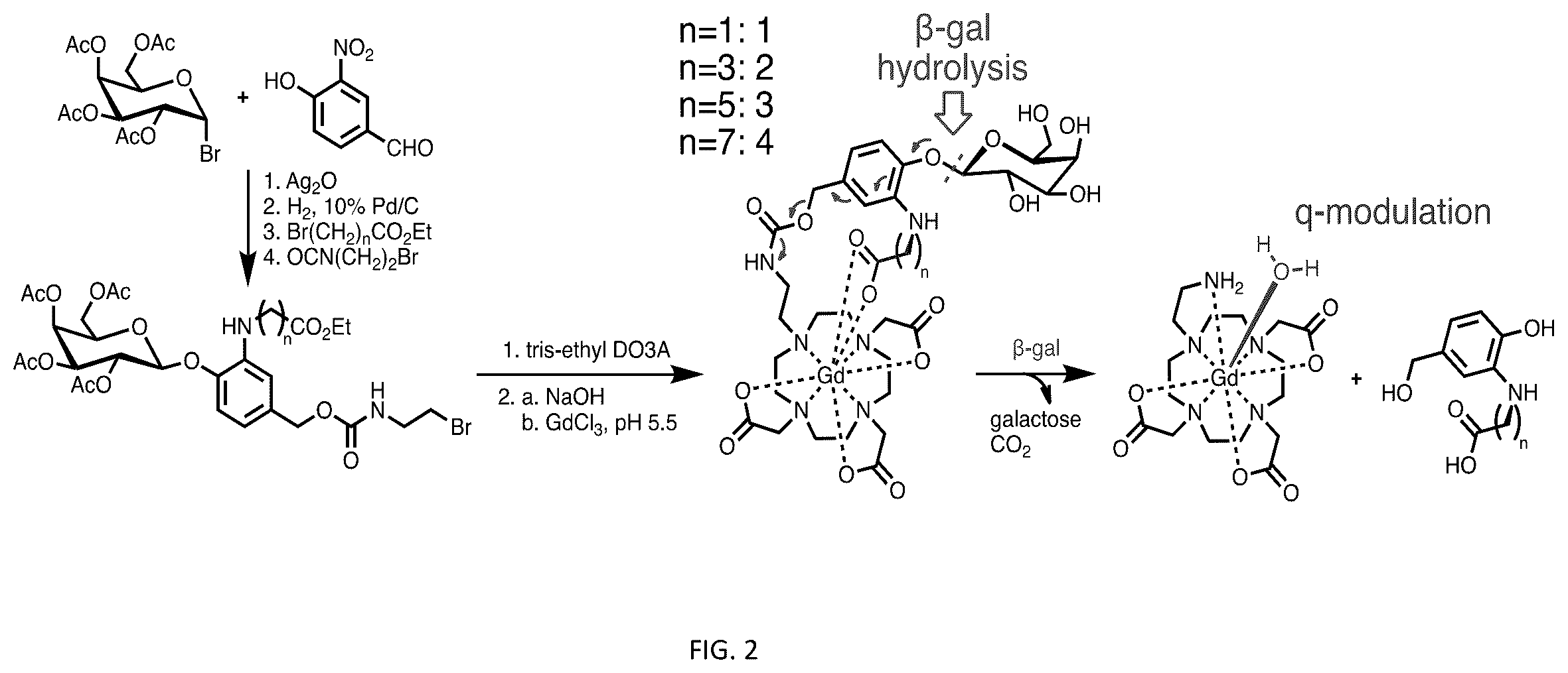 Patent US12508328 Figure 3 – Bio-activated reporters to visualize, in real time, specific gene therapy products