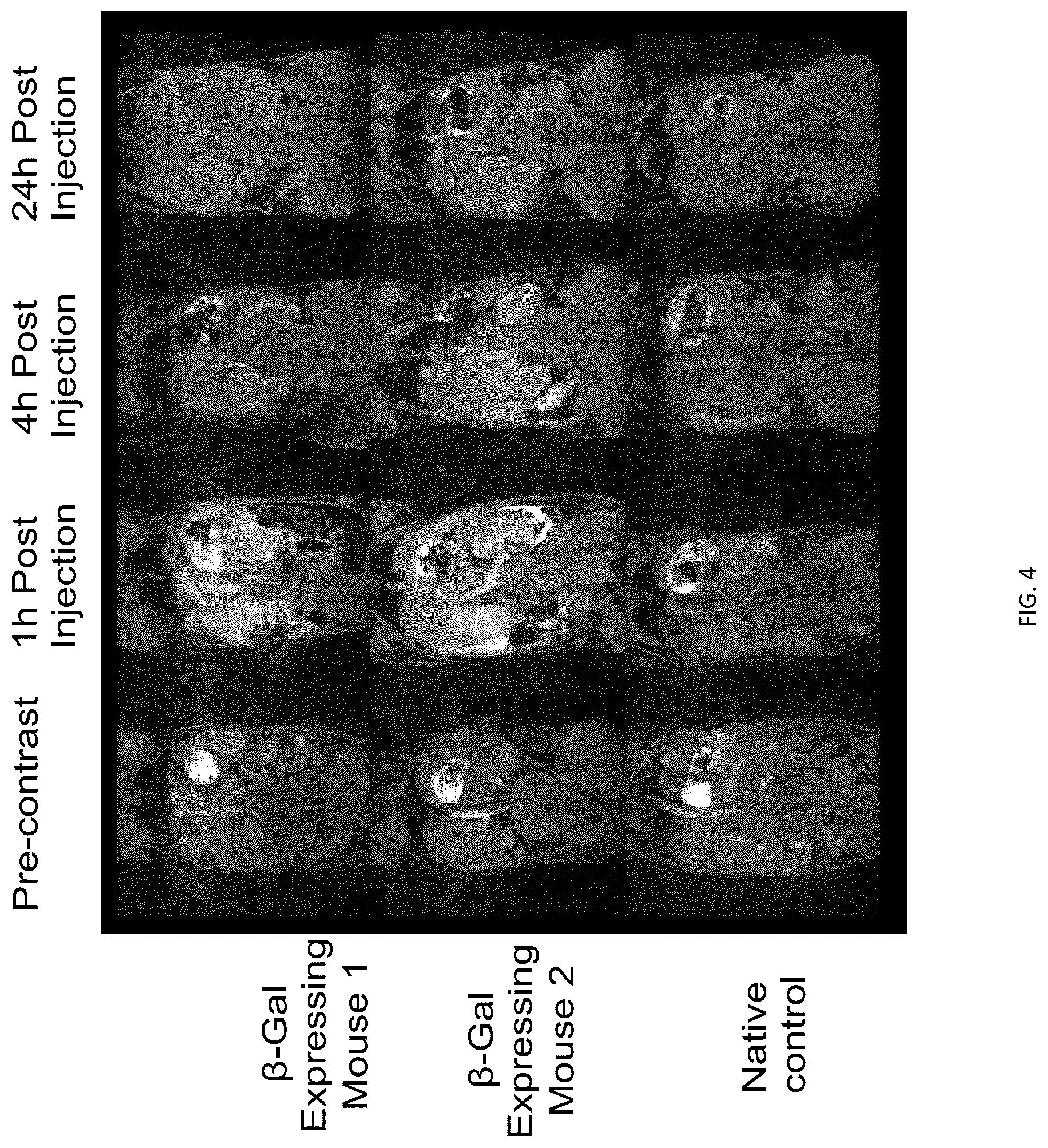Patent US12508328 Figure 5 – Bio-activated reporters to visualize, in real time, specific gene therapy products