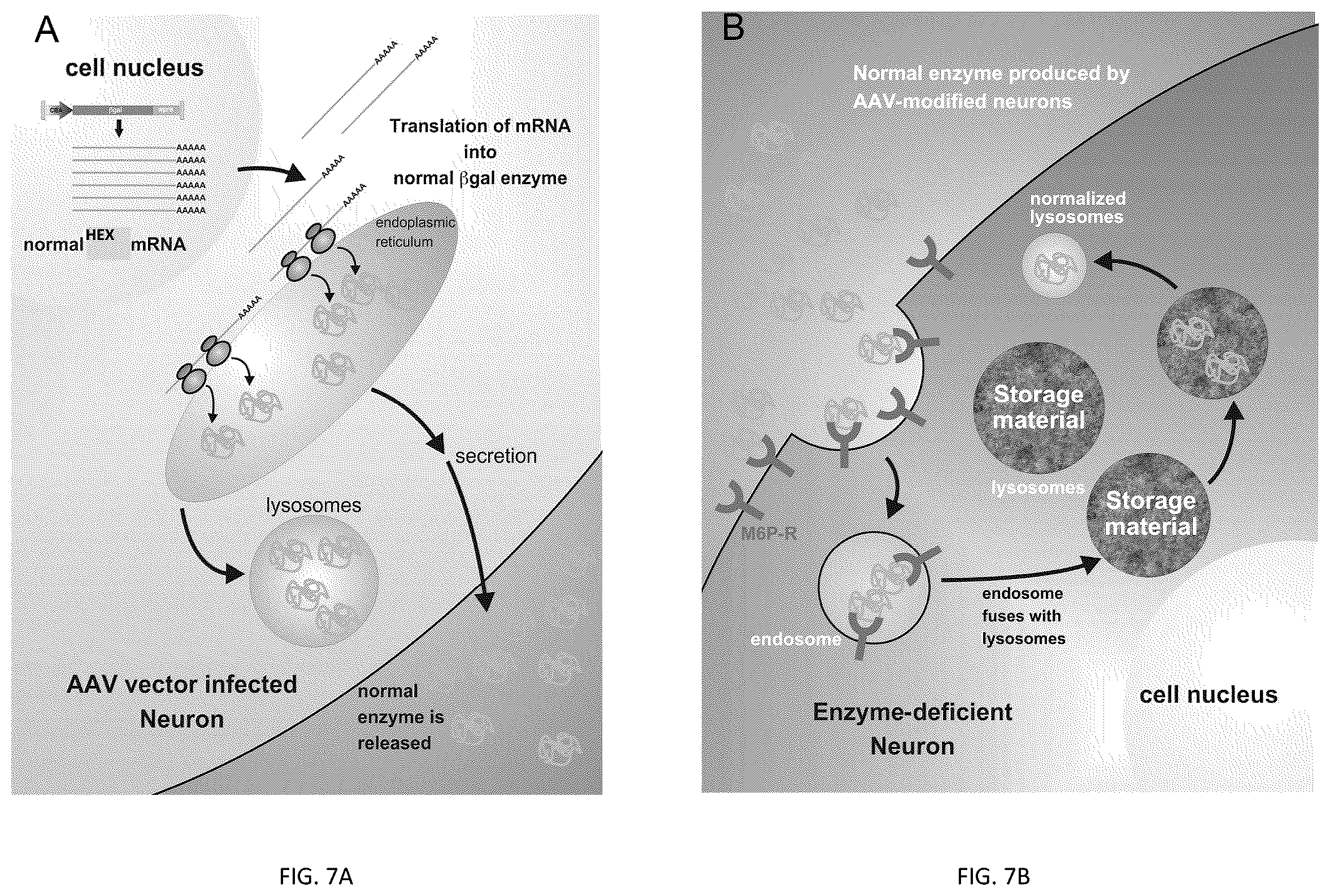 Patent US12508328 Figure 9 – Bio-activated reporters to visualize, in real time, specific gene therapy products