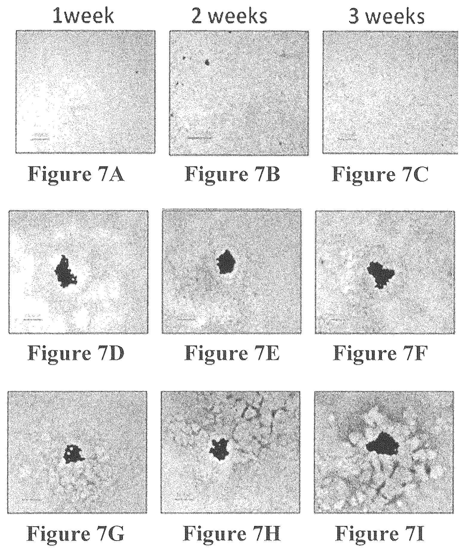 Patent US12508343 Figure 7 – Solid forms for tissue repair