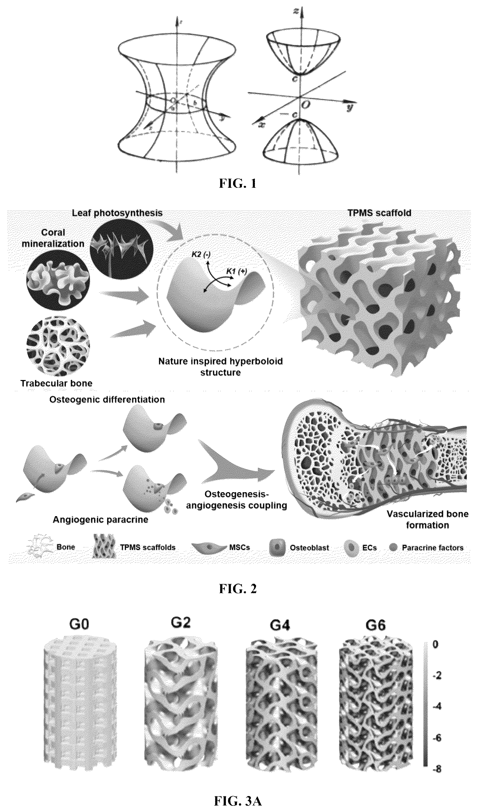 Patent US12508348 Figure 1 – Scaffold comprising surface hyperboloid structure, methods for fabrication and use thereof