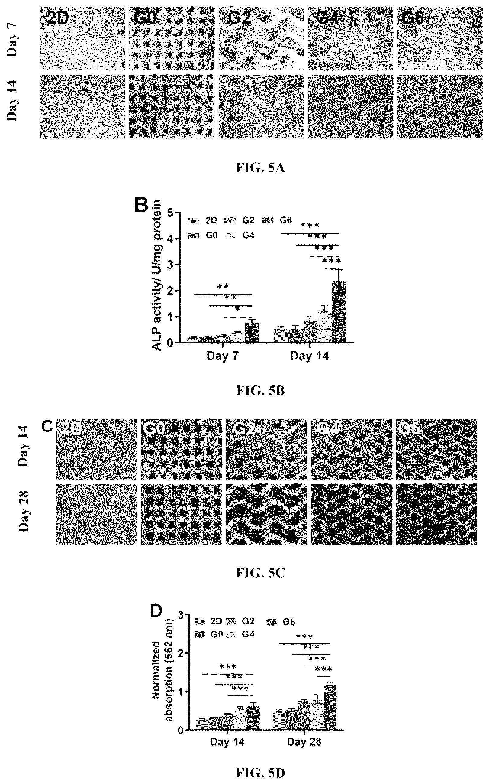 Patent US12508348 Figure 5 – Scaffold comprising surface hyperboloid structure, methods for fabrication and use thereof