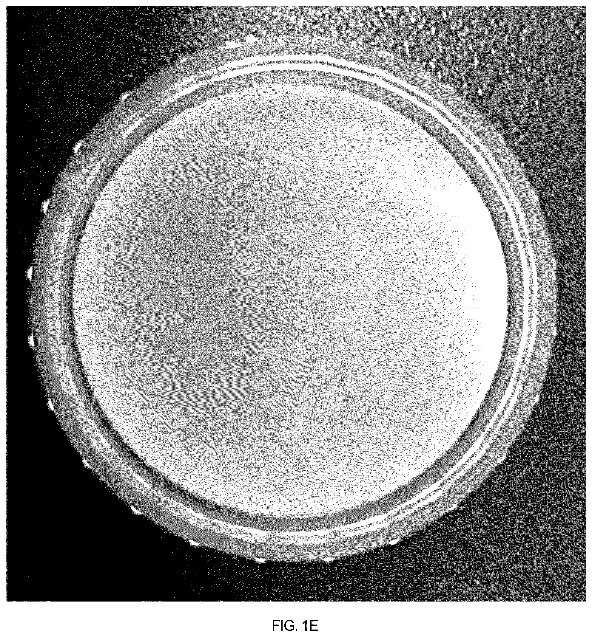 Patent US12508408 Figure 5 – Chitosan porous structure-based magnetically actuated microrobot