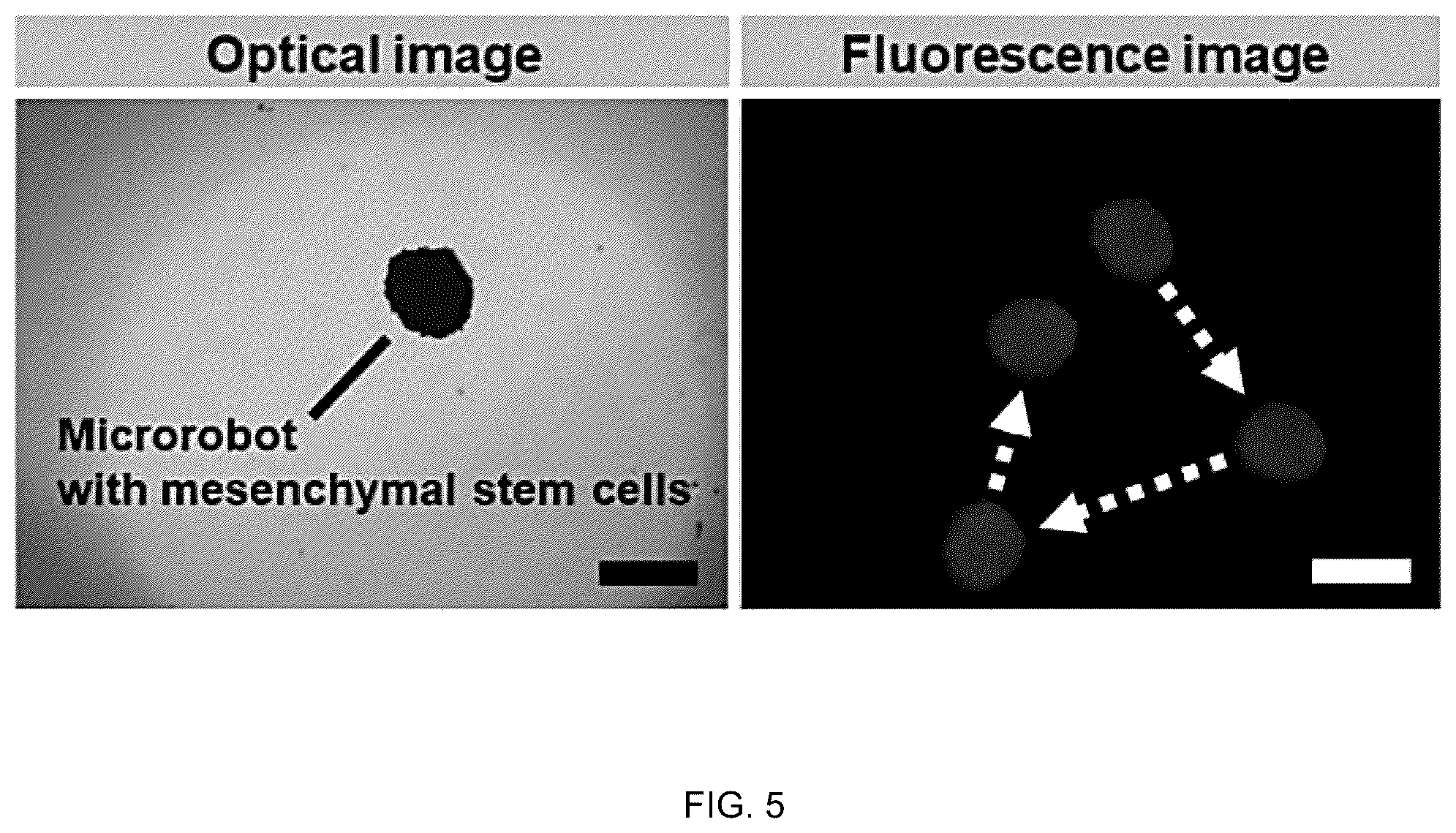 Patent US12508408 Figure 14 – Chitosan porous structure-based magnetically actuated microrobot