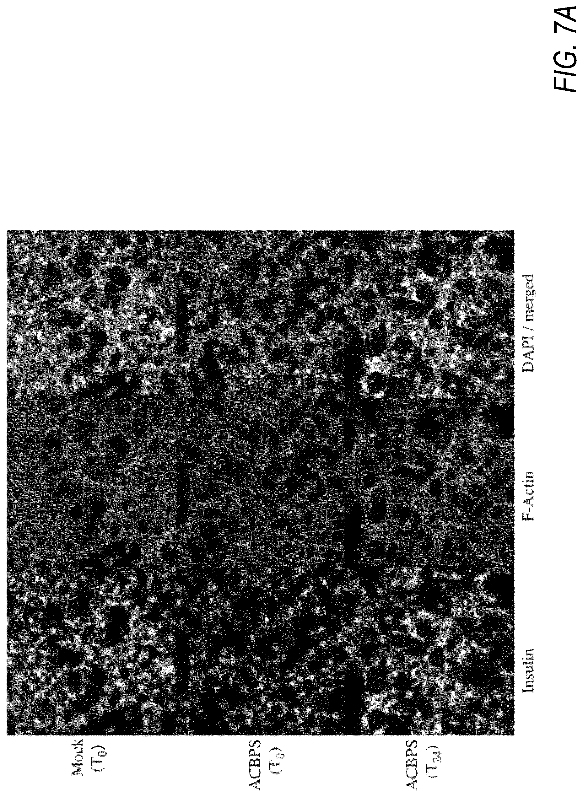 Patent US12508431 Figure 7 – Method and apparatus for electrical current therapy of biological tissue and insulin release therefrom