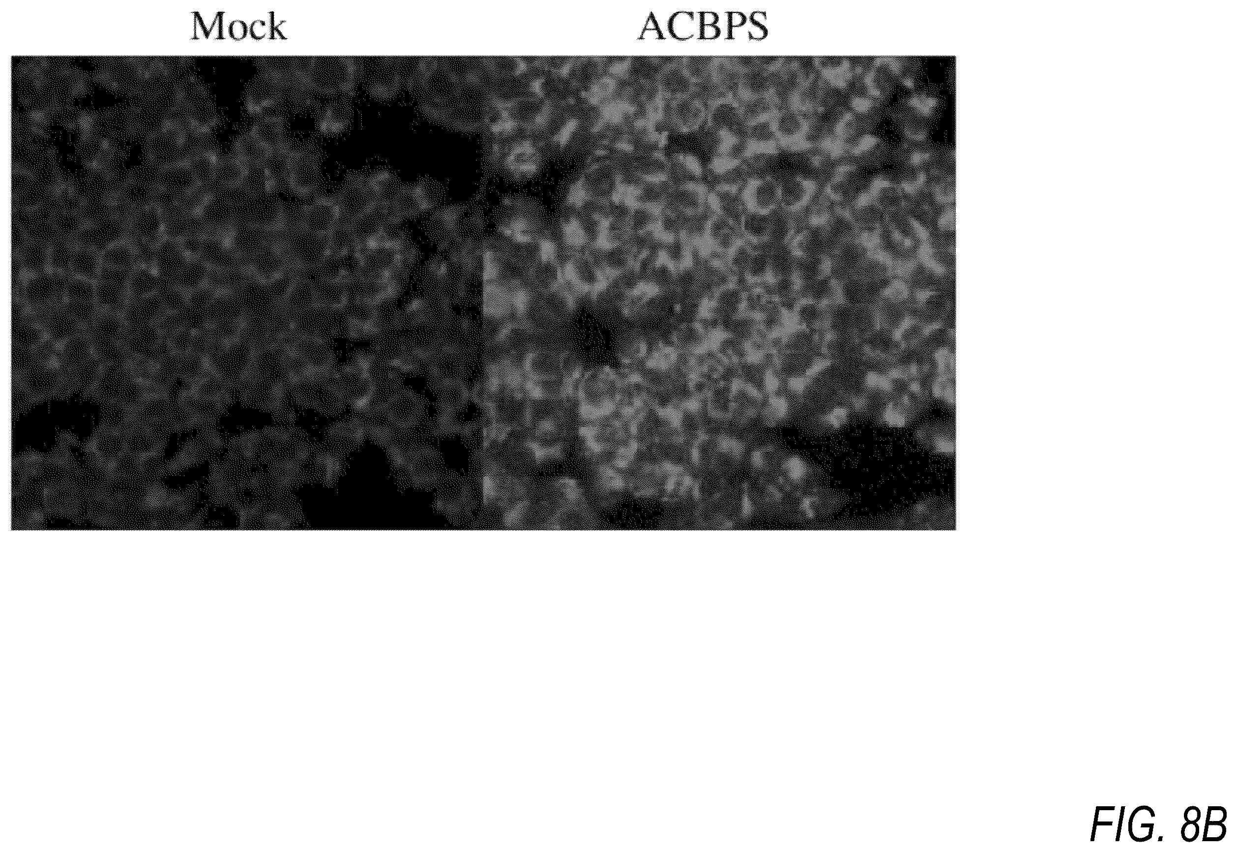 Patent US12508431 Figure 10 – Method and apparatus for electrical current therapy of biological tissue and insulin release therefrom