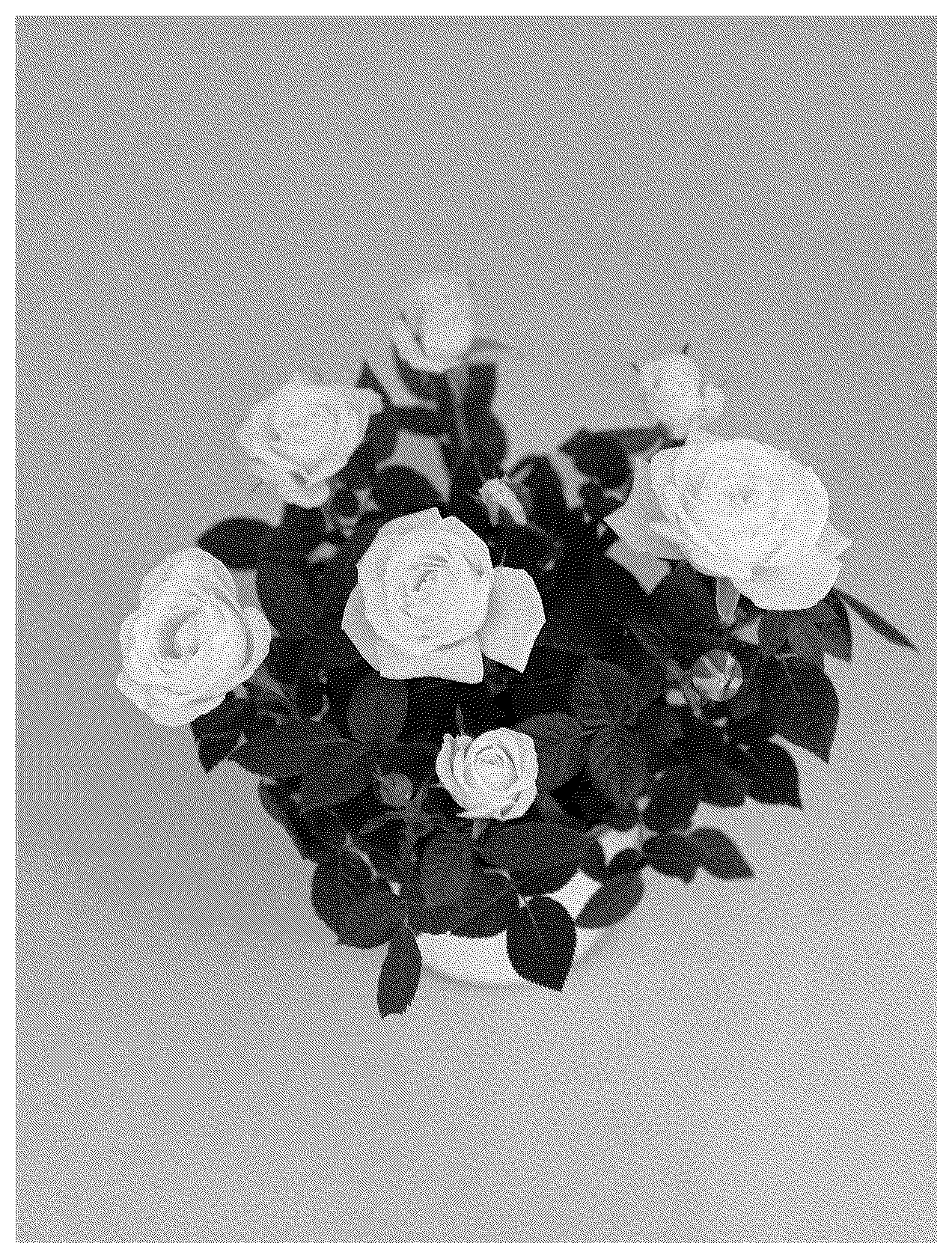 Patent USPP036658 Figure 1 – Miniature rose plant named ‘KORpot131’