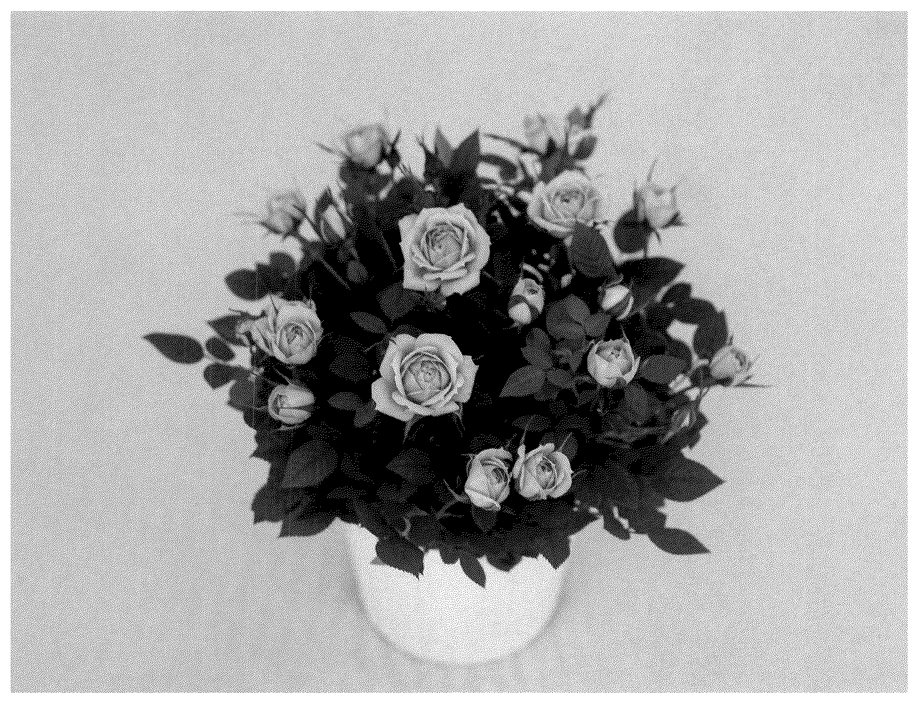 Patent USPP036659 Figure 1 – Miniature rose plant named ‘KORpot135’
