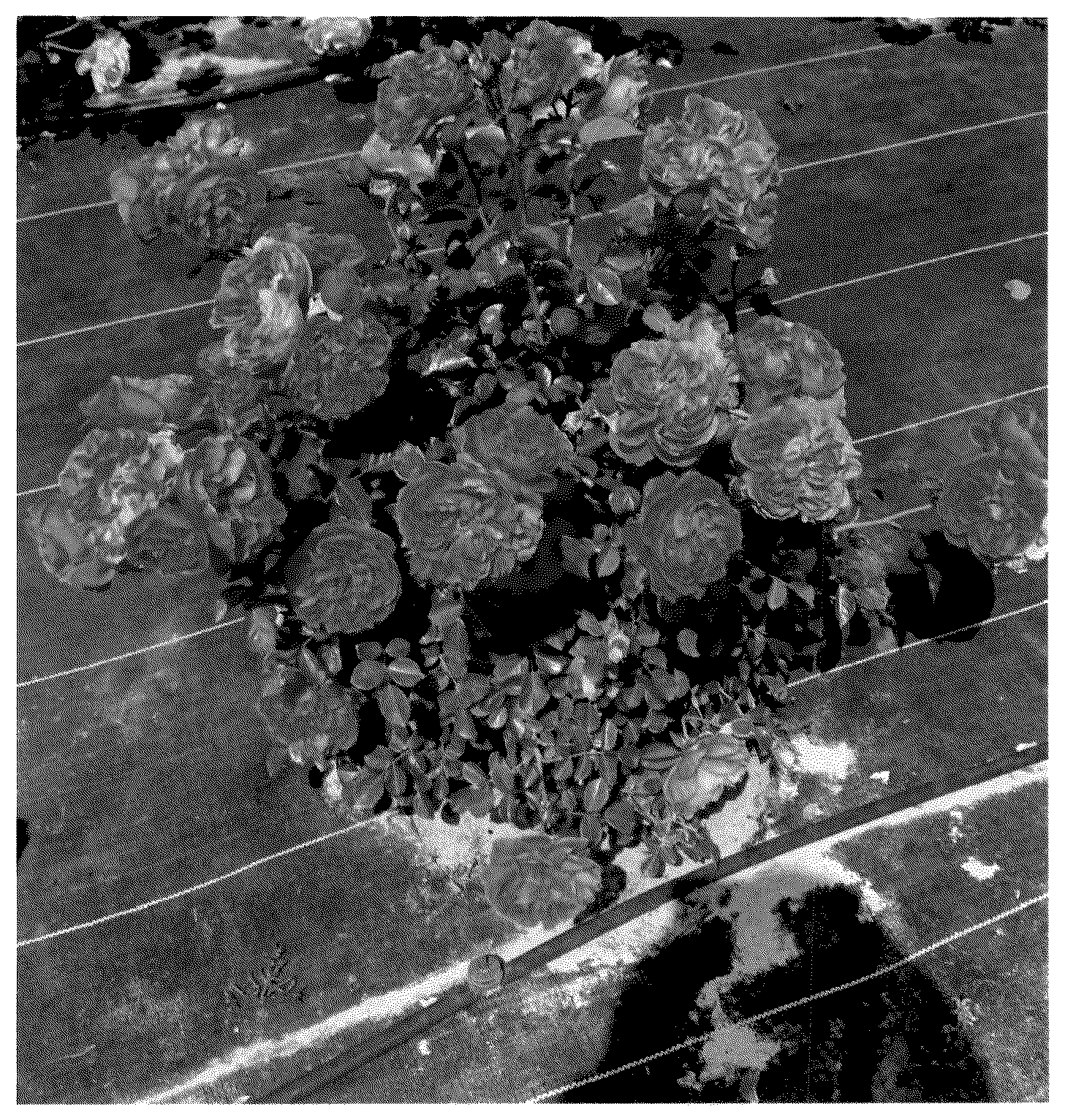Patent USPP036660 Figure 1 – Floribunda rose plant named ‘Spropuff’