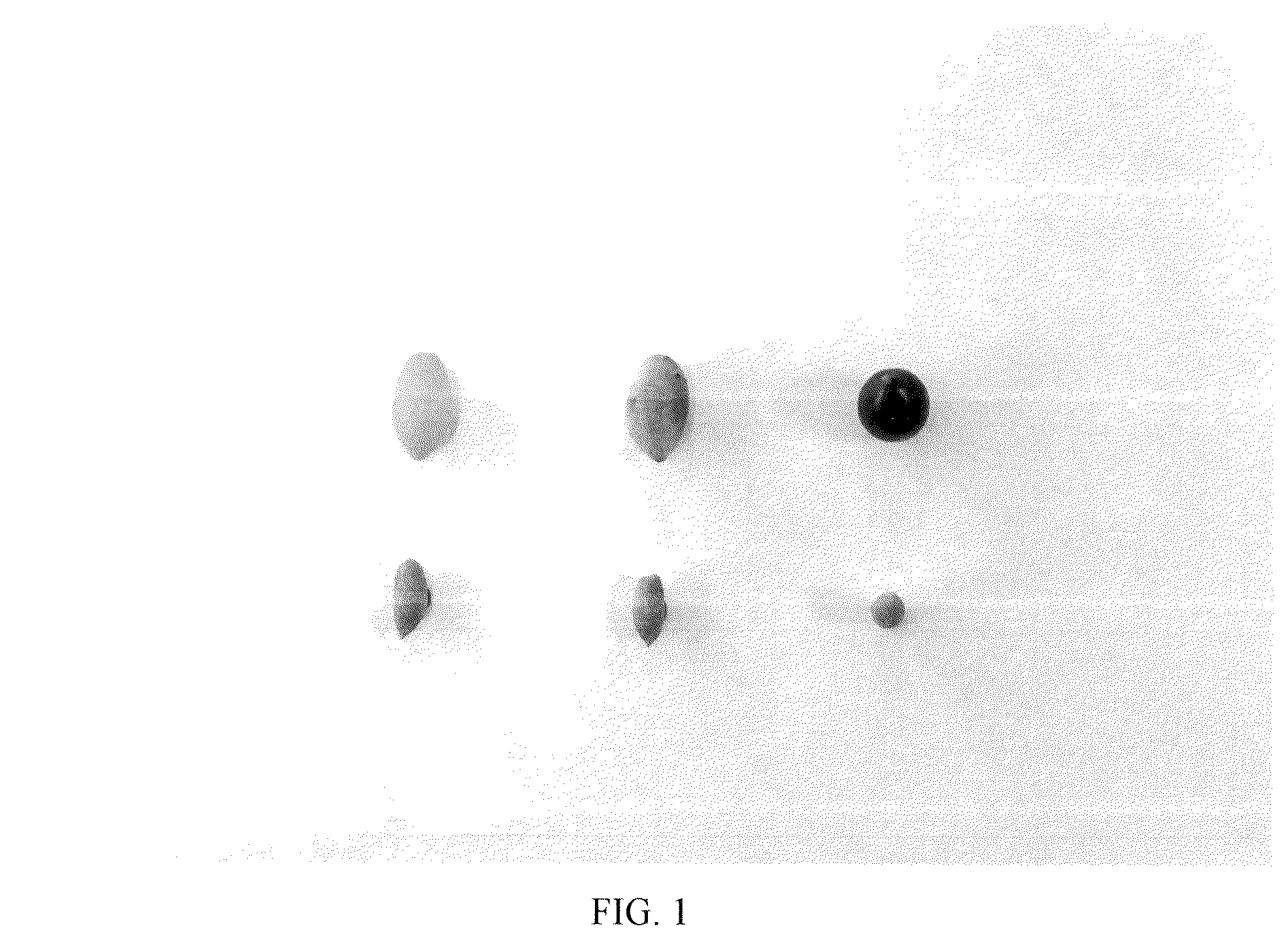 Patent USPP036661 Figure 1 – Olive tree named ‘I 72’