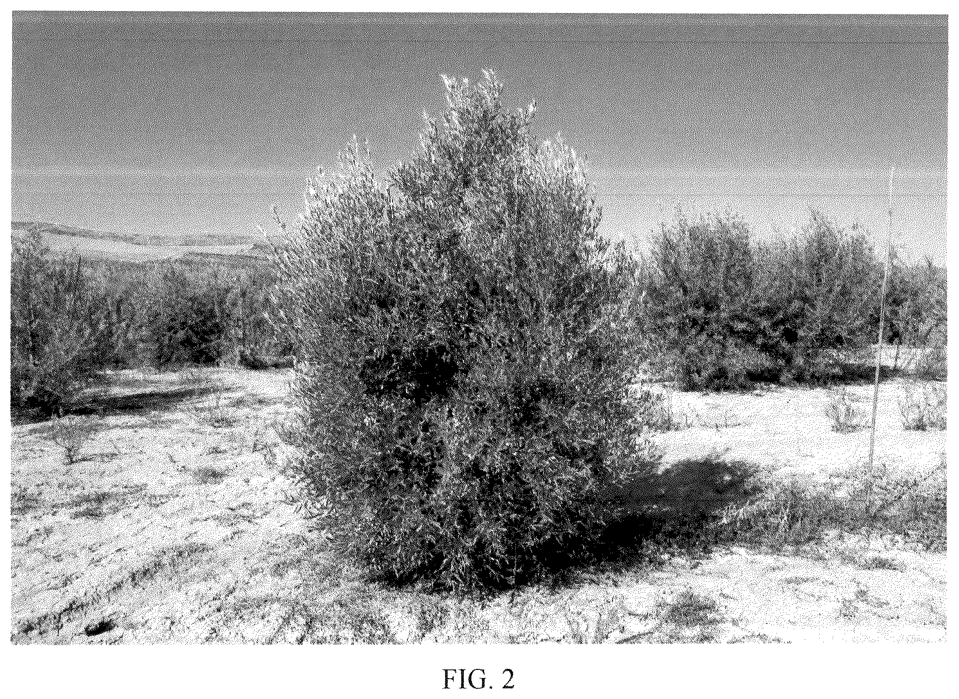 Patent USPP036661 Figure 2 – Olive tree named ‘I 72’