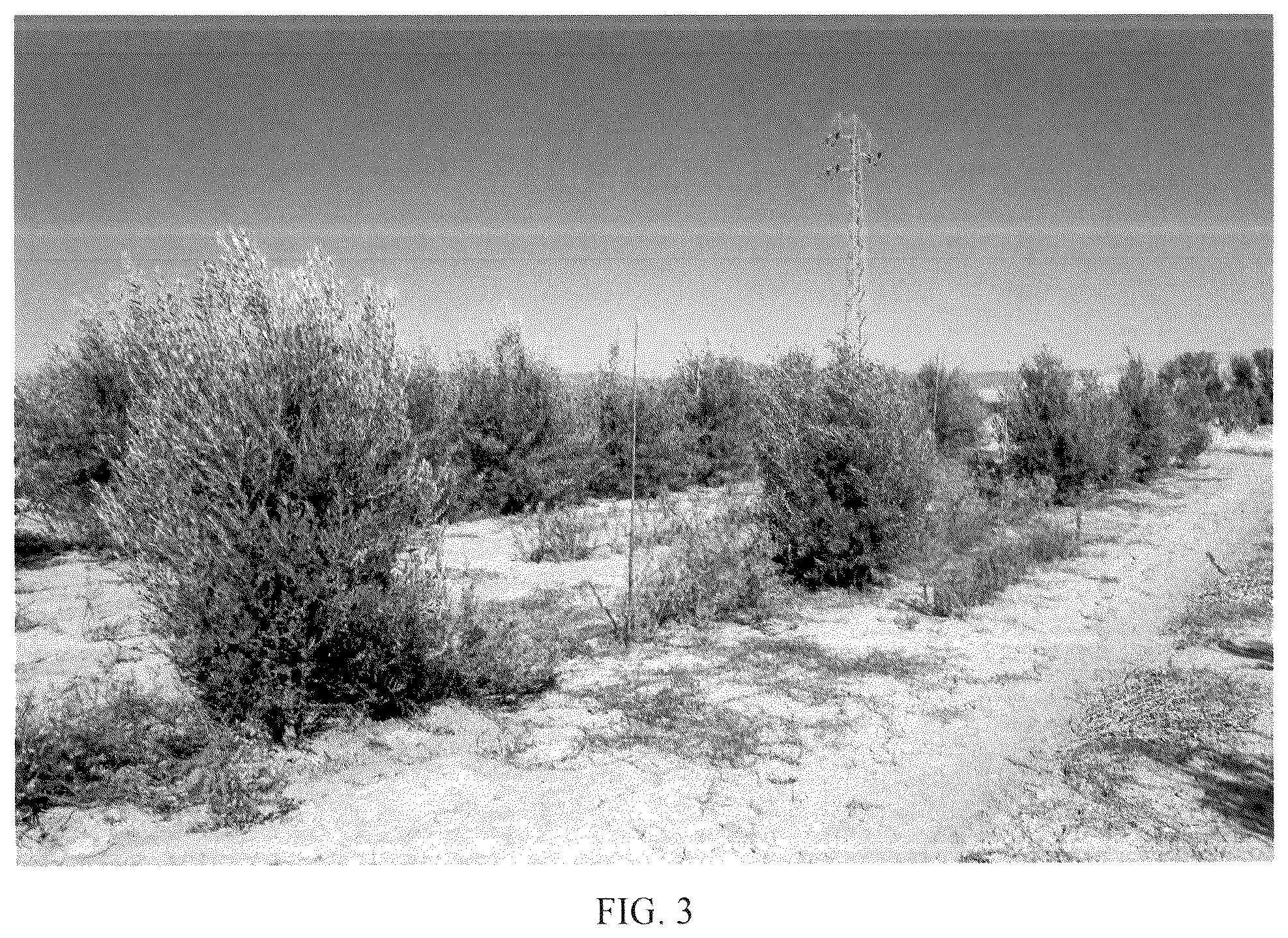Patent USPP036661 Figure 3 – Olive tree named ‘I 72’